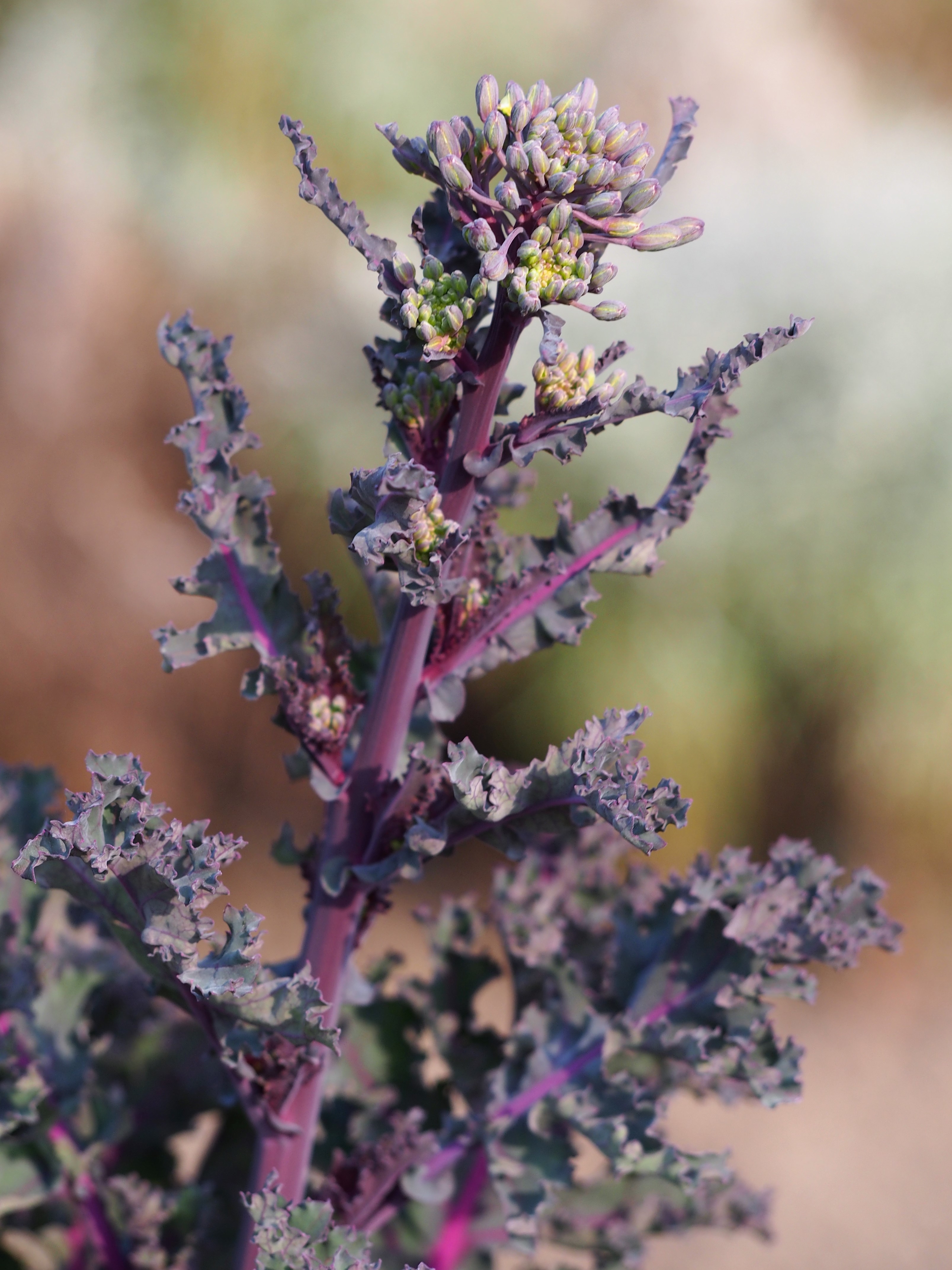 Kale plant identification view