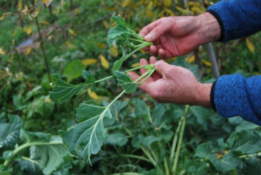 Kale stem identification view