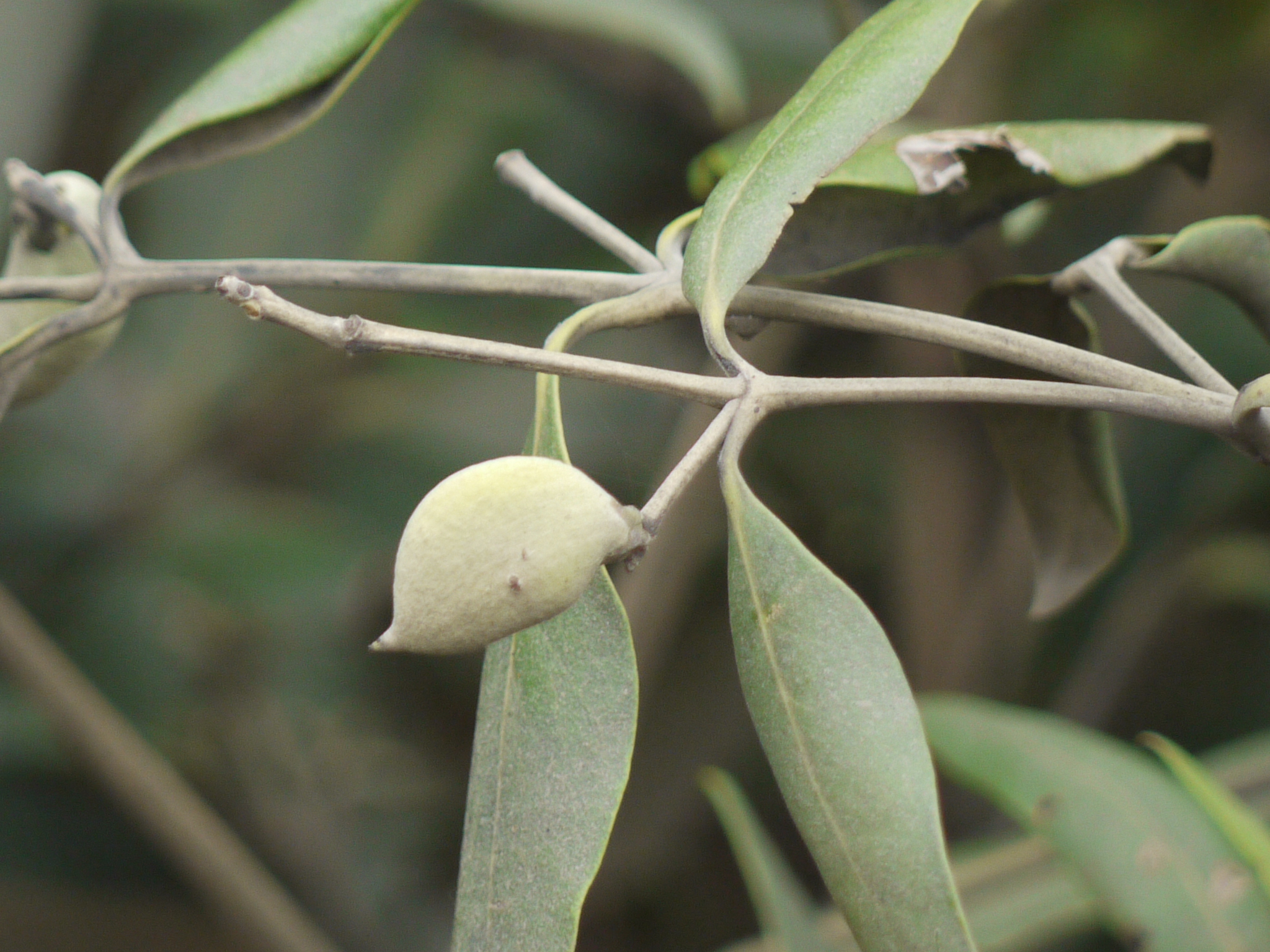 Kanna fruit identification view