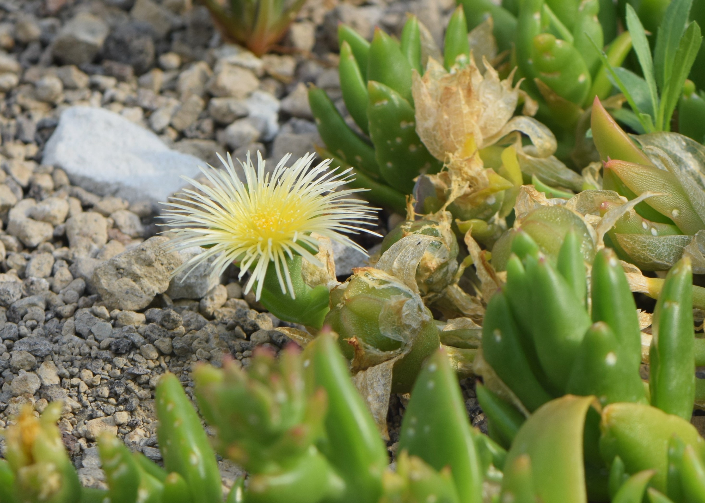 Kanna stem identification view