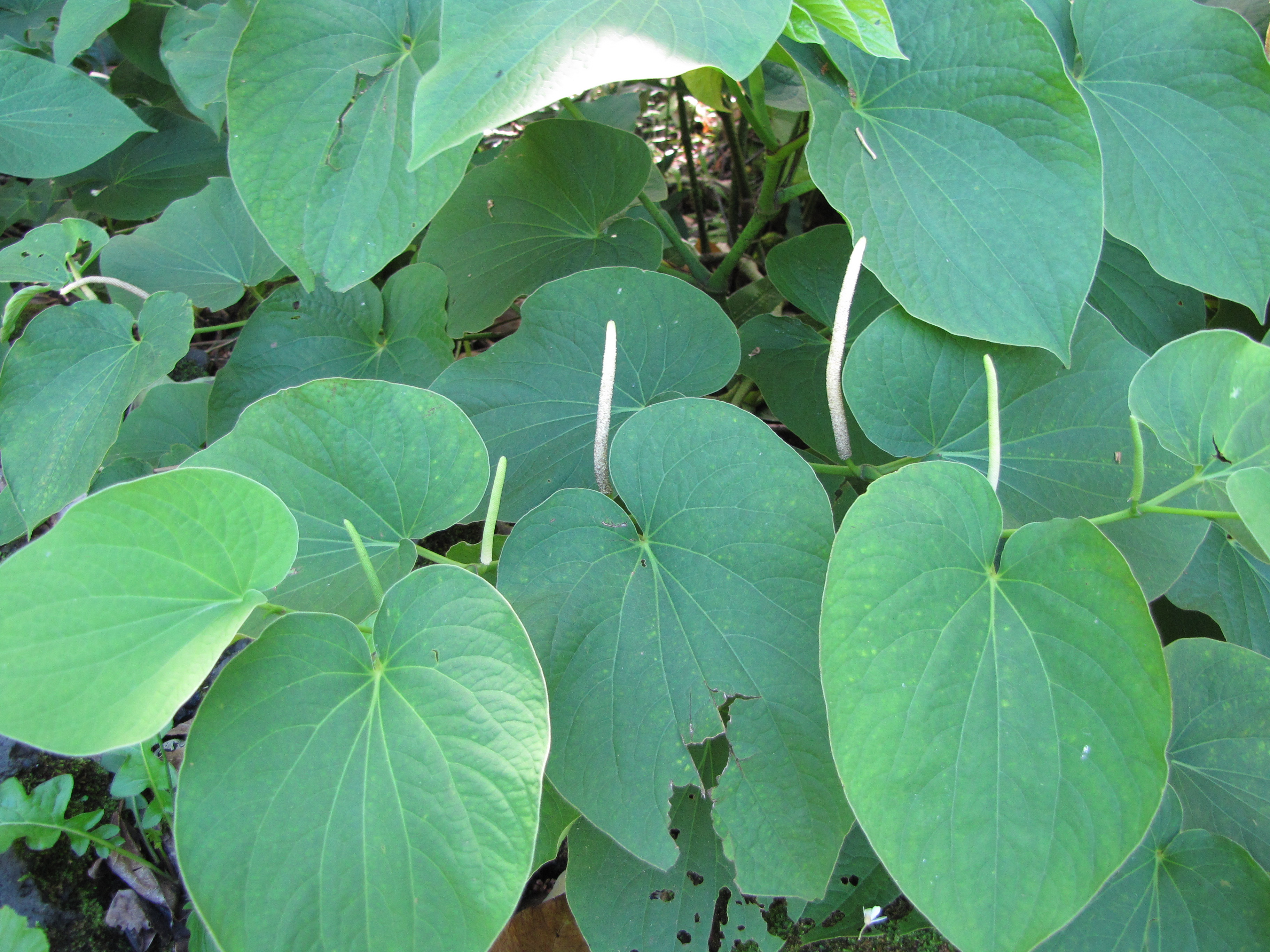 Kava flower identification view