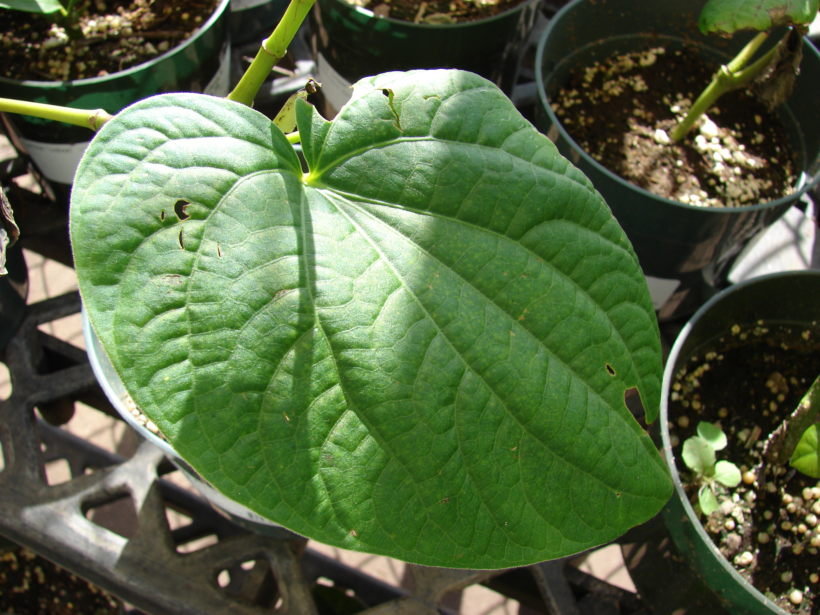 Kava leaf identification view