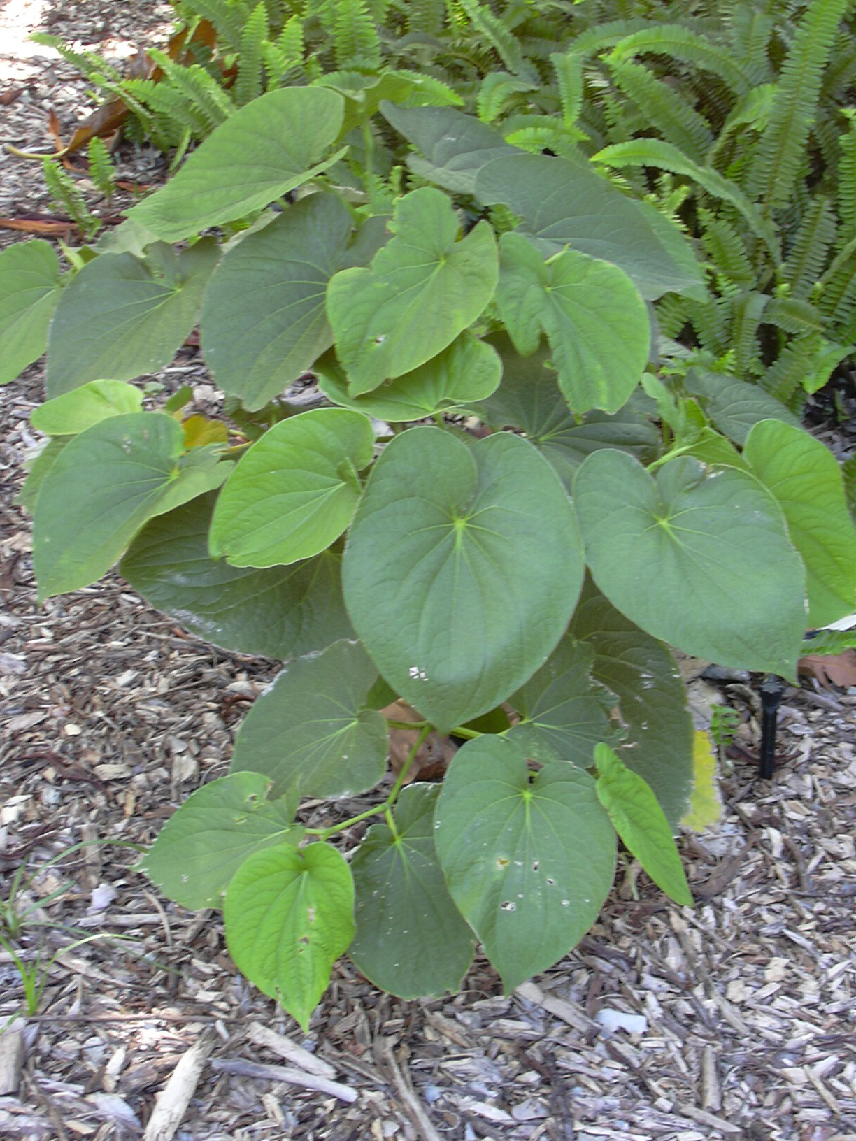 Kava plant identification view