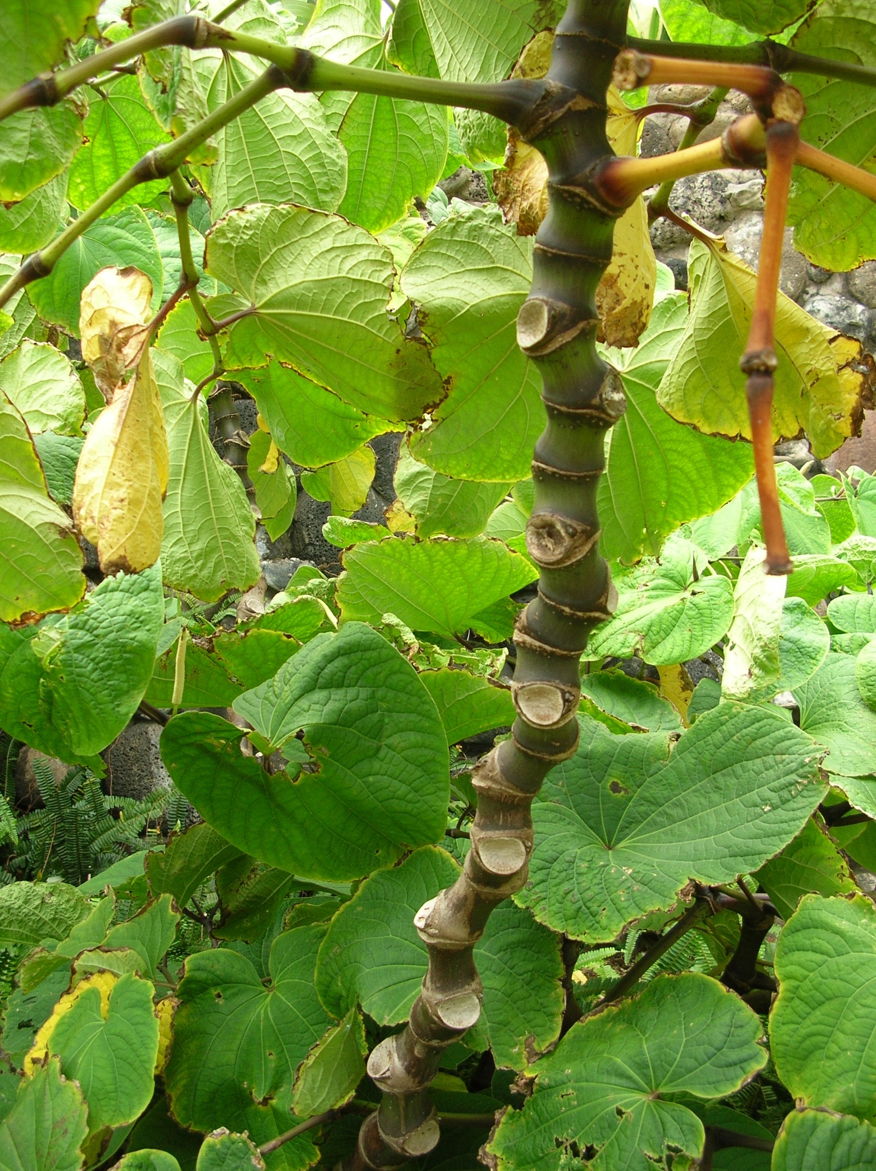 Kava stem identification view
