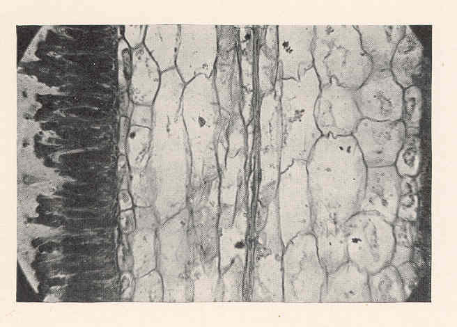 Kelp fruit identification view