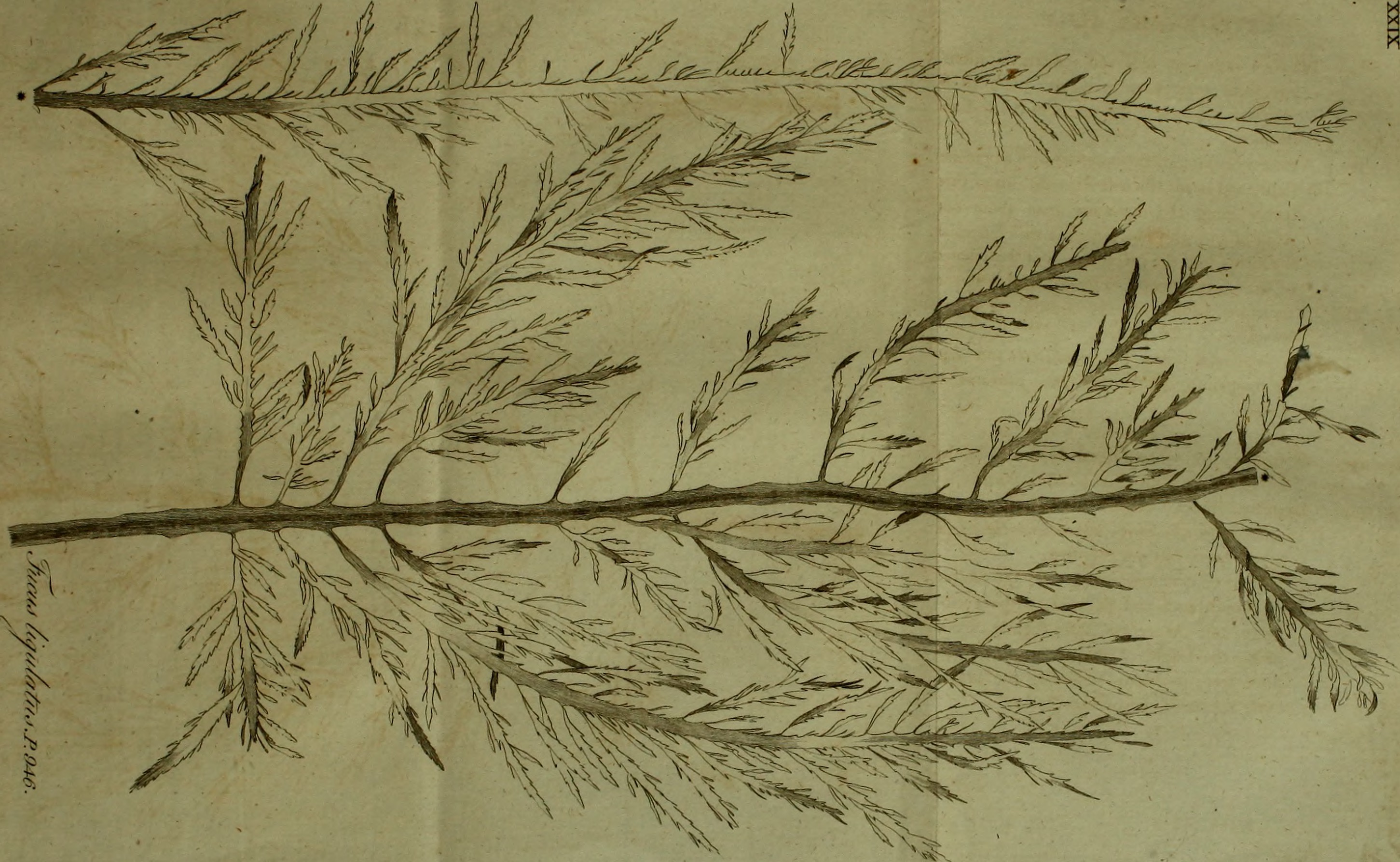 Kelp leaf identification view