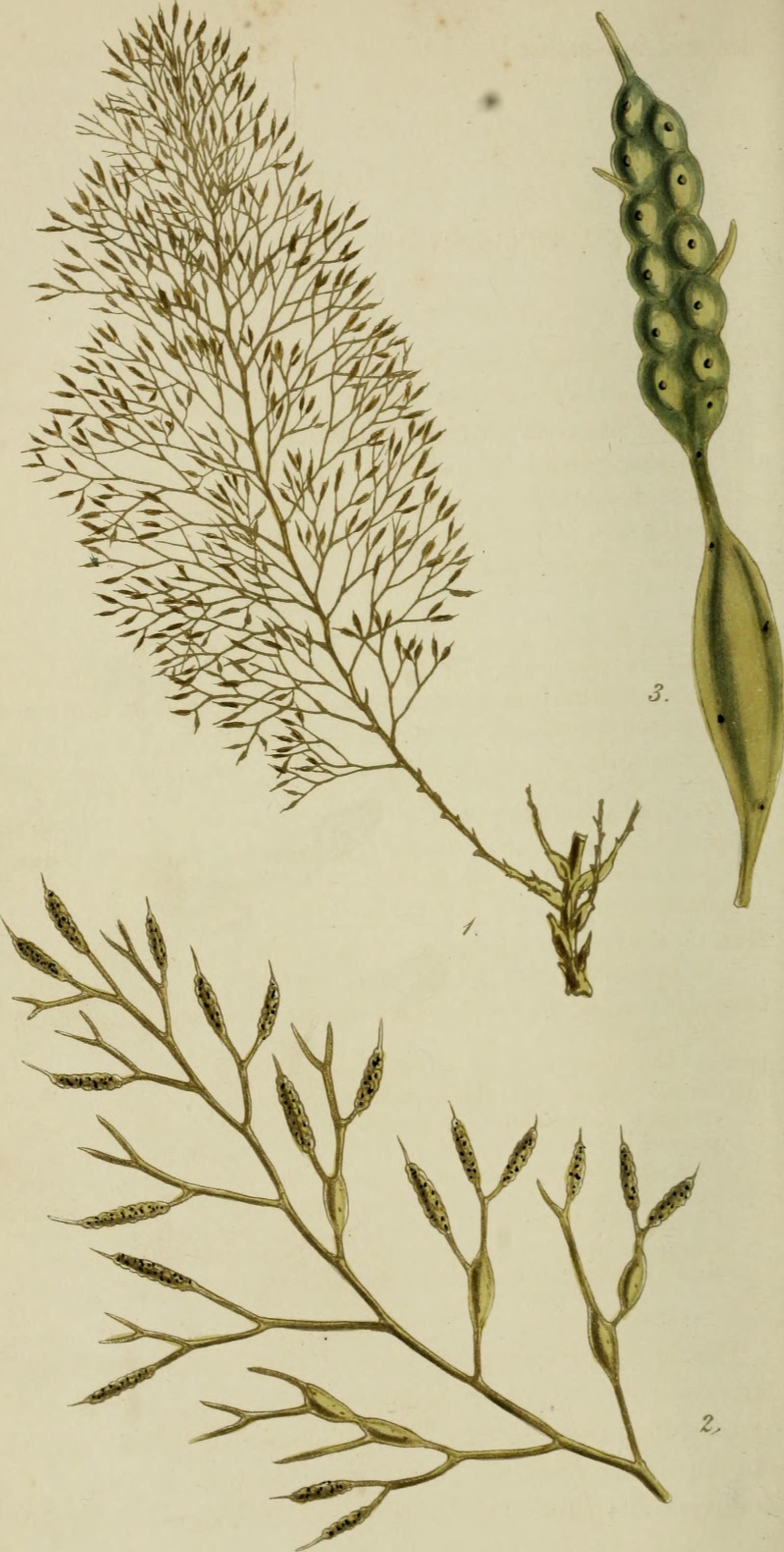 Kelp stem identification view