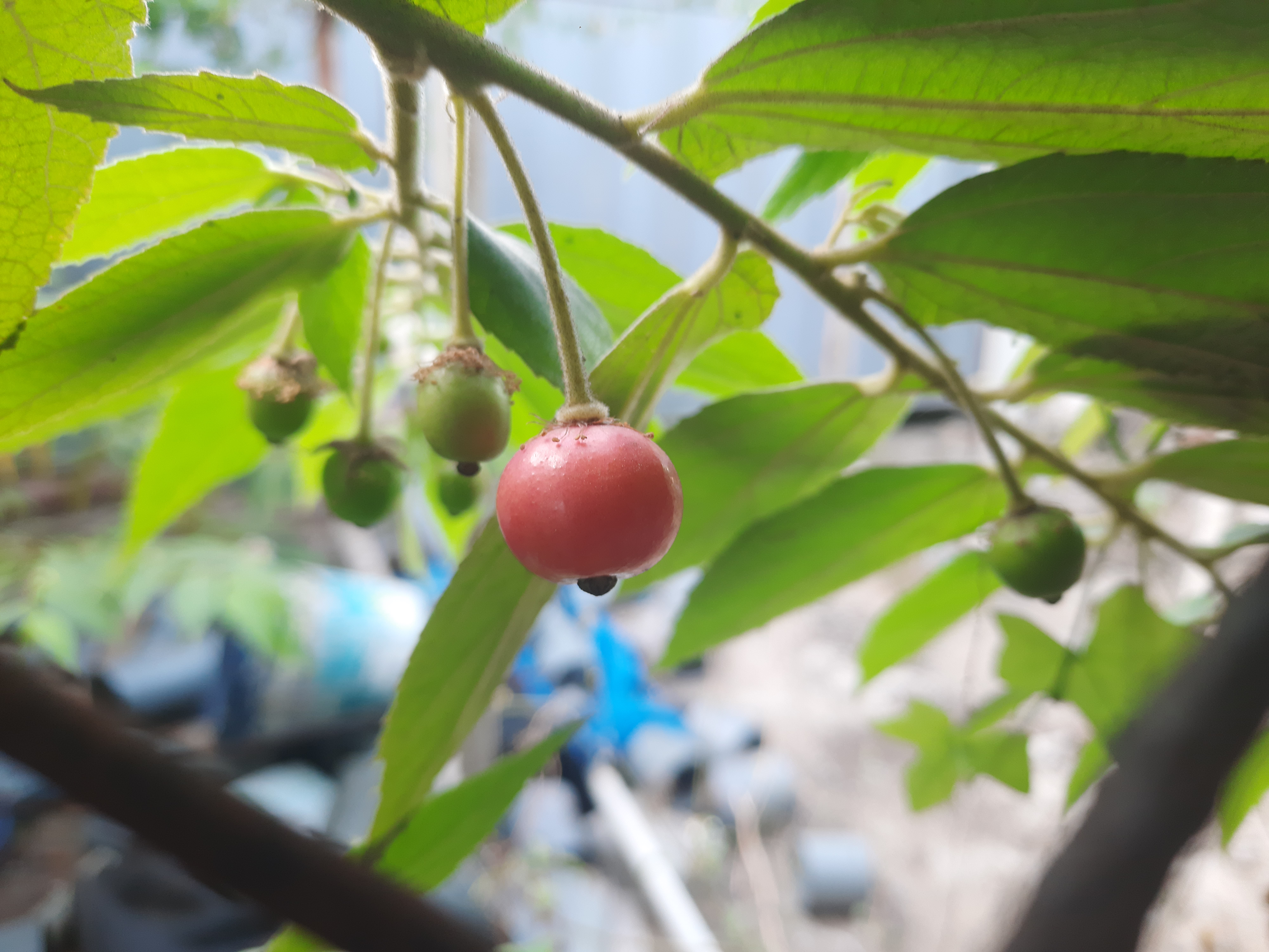 Khat fruit identification view