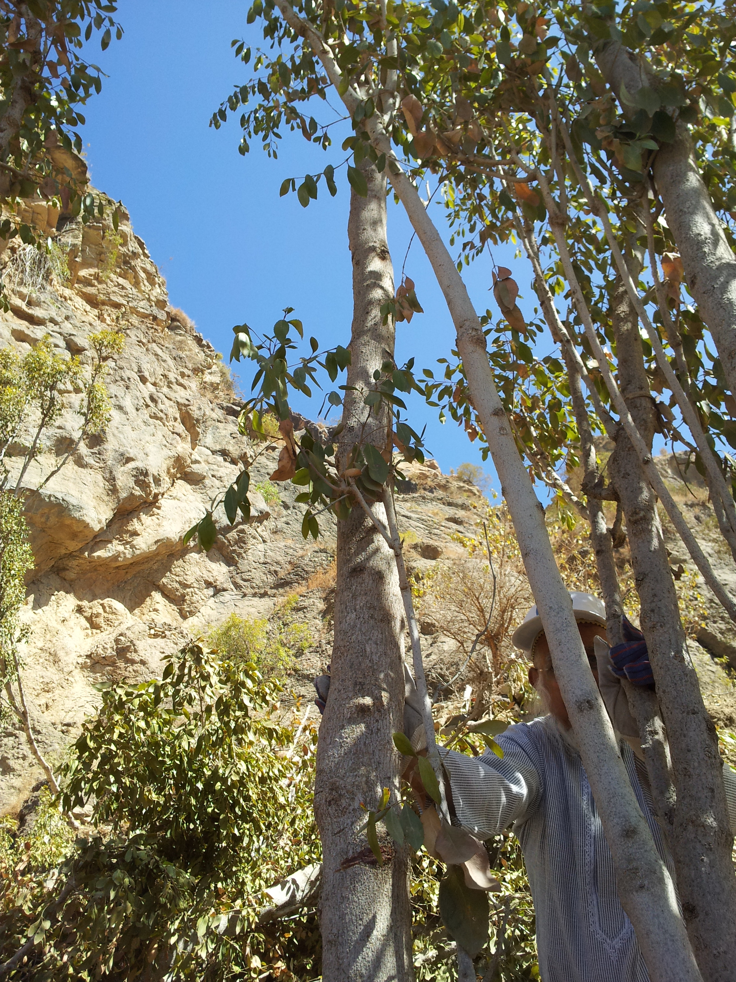 Khat leaf identification view