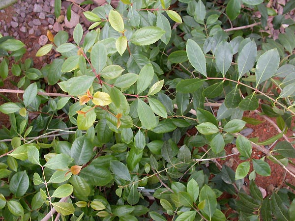 Khat plant identification view