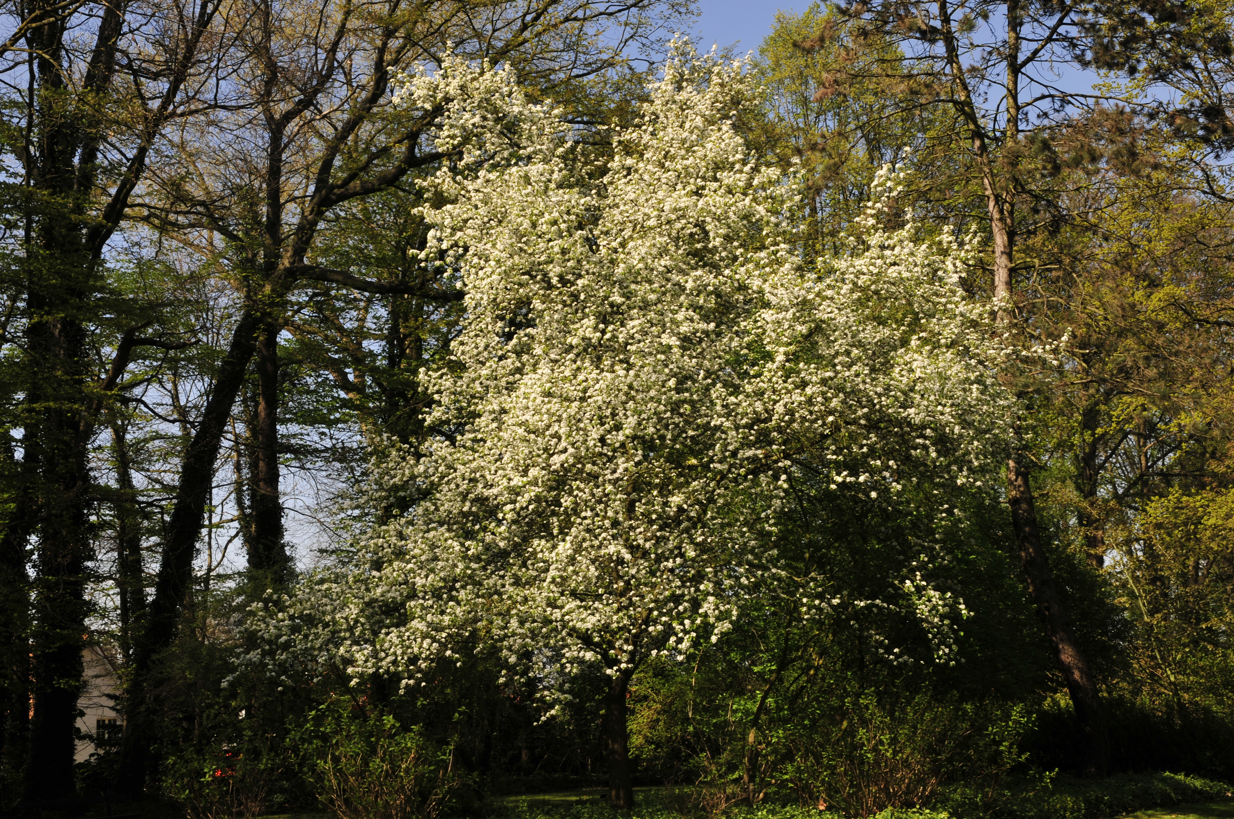 Kieffer Pear flower identification view