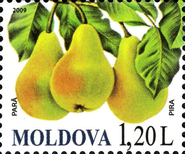 Kieffer Pear fruit identification view