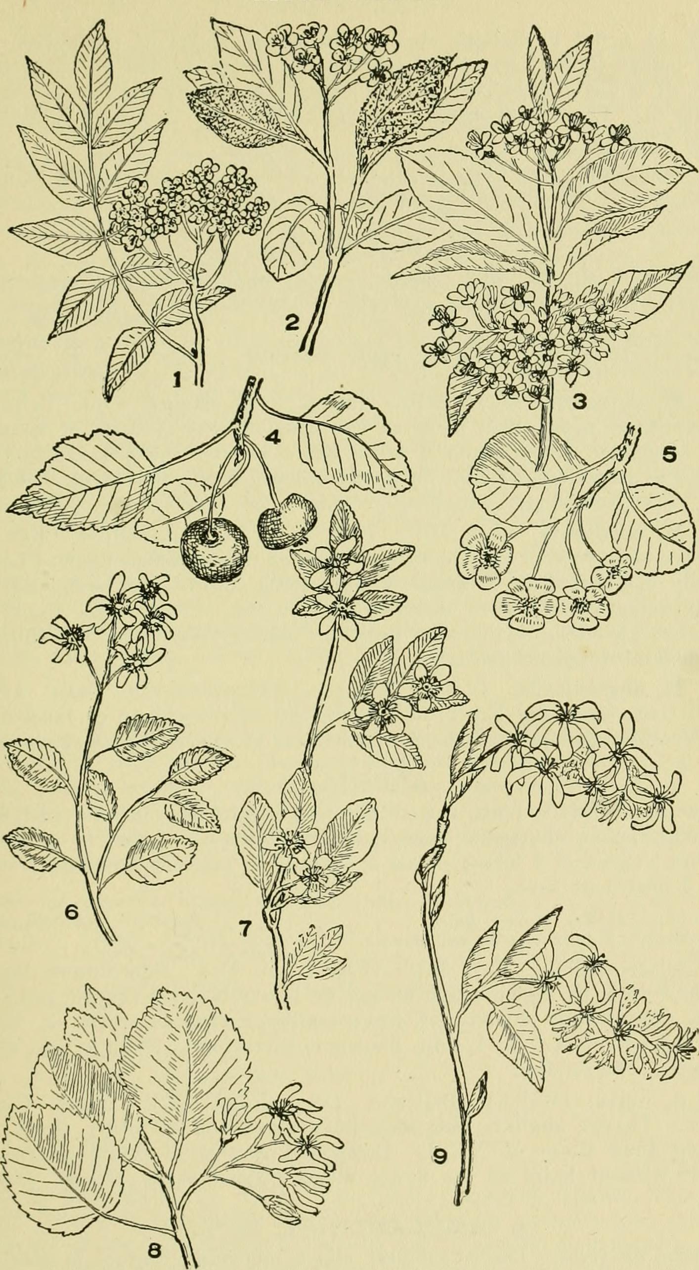 Kieffer Pear leaf identification view