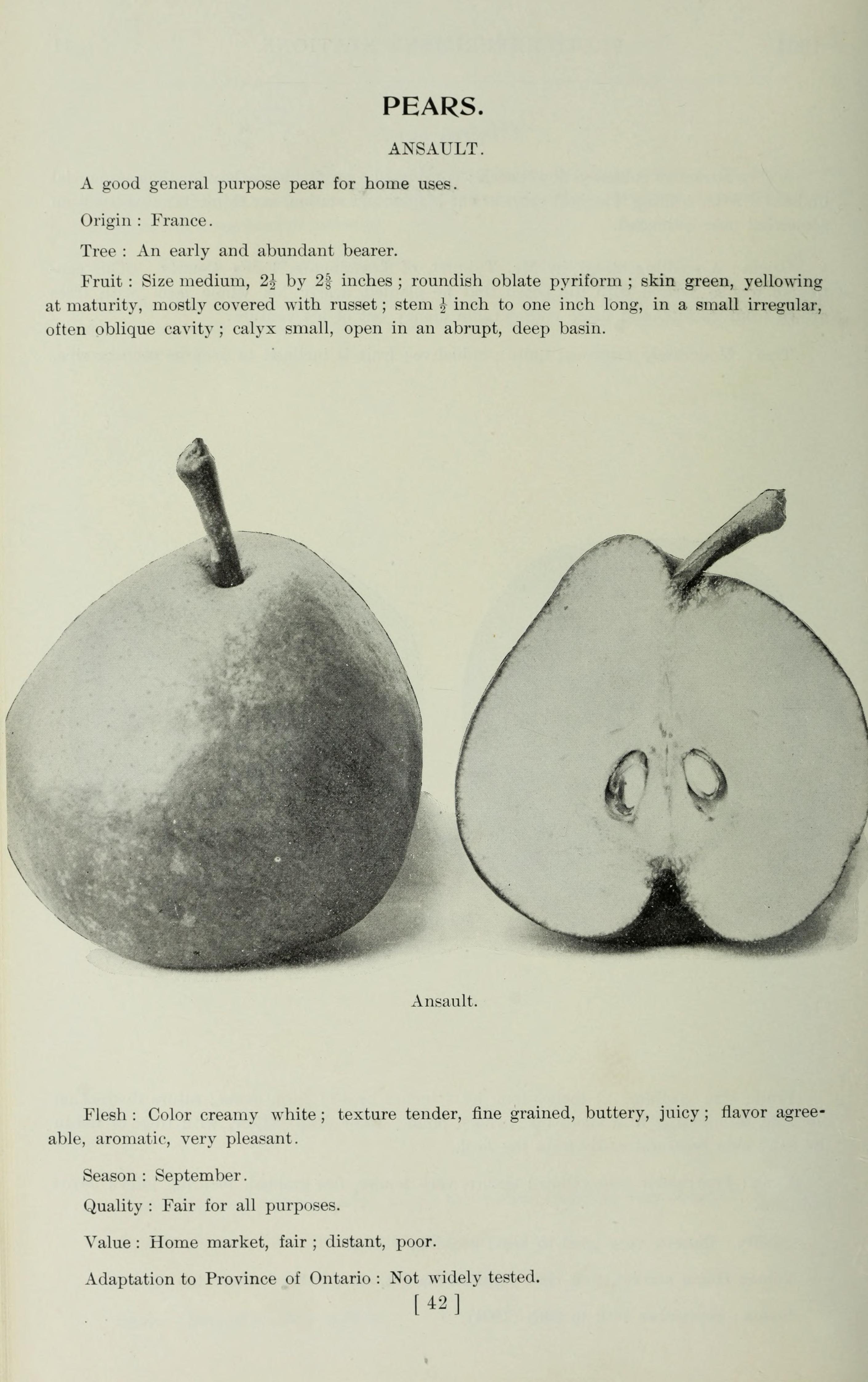 Kieffer Pear stem identification view
