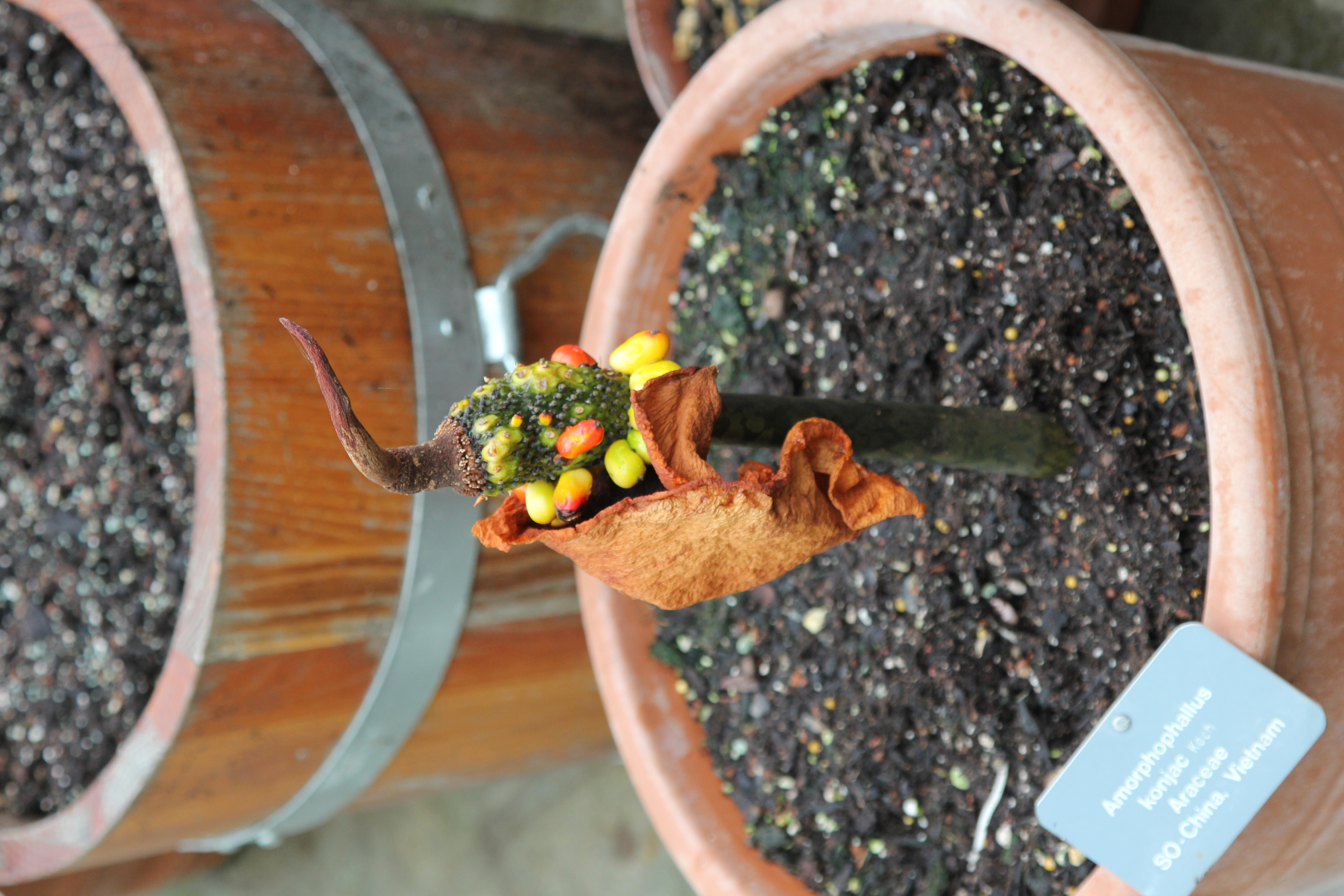 Konjac fruit identification view