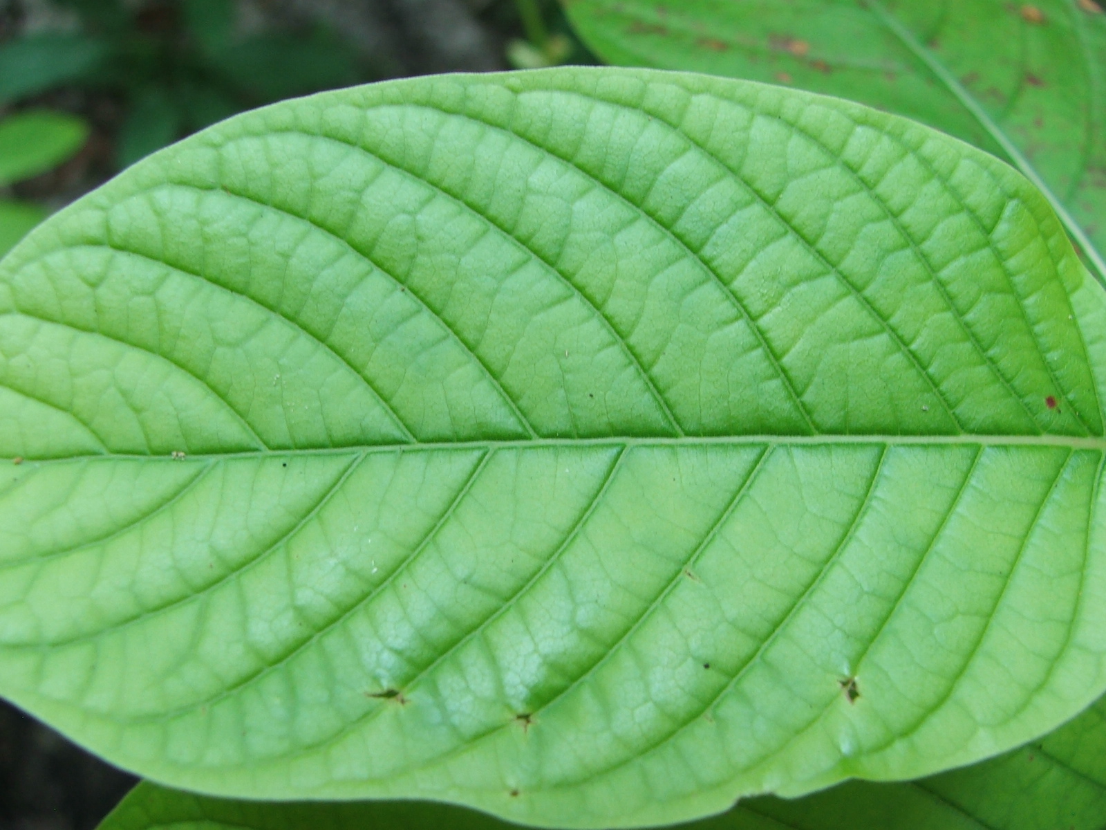 Kratom leaf identification view