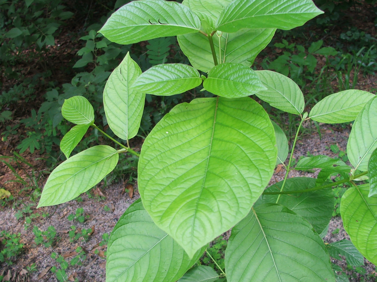 Kratom plant identification view