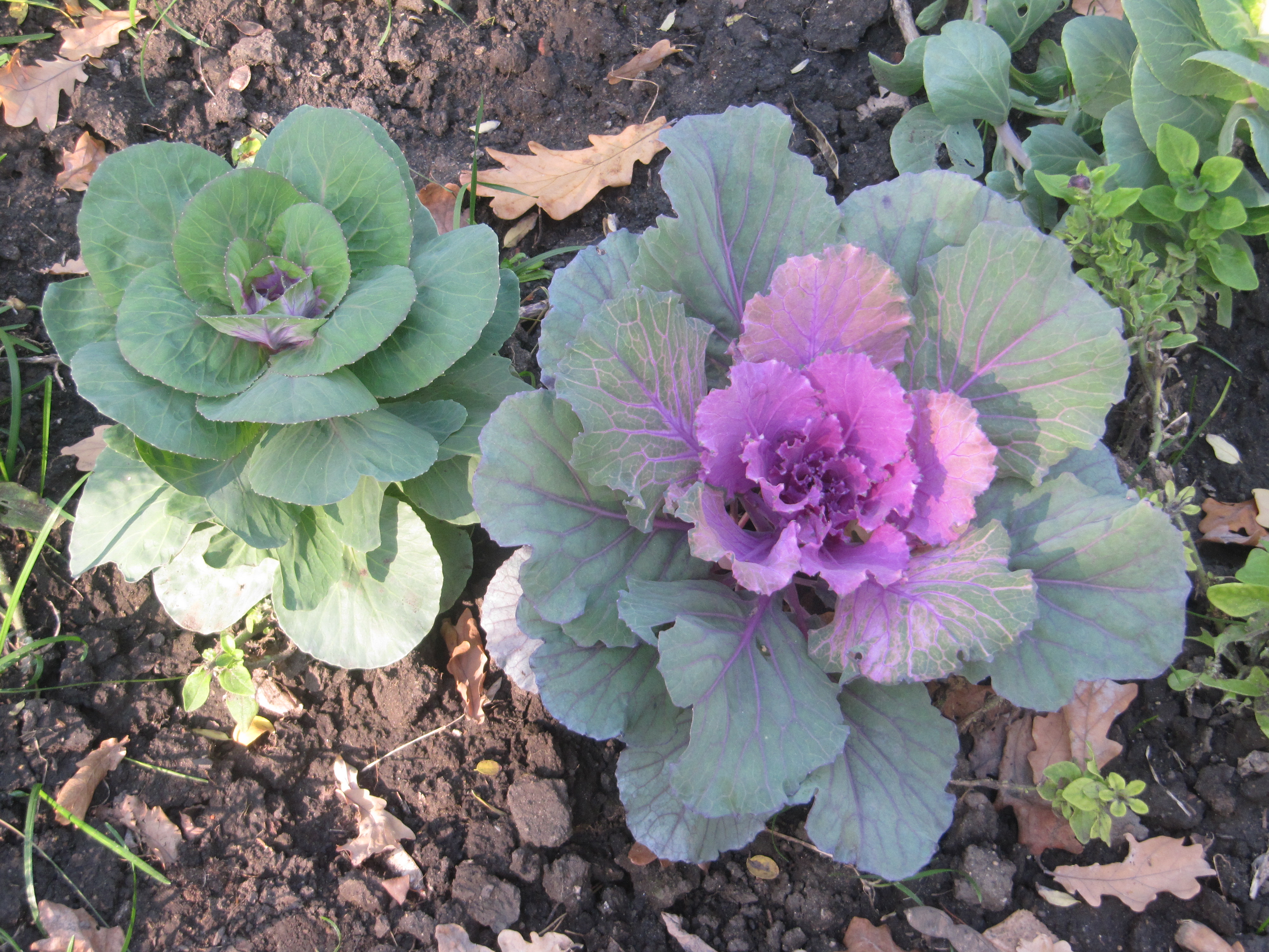 Lacinato Kale flower identification view