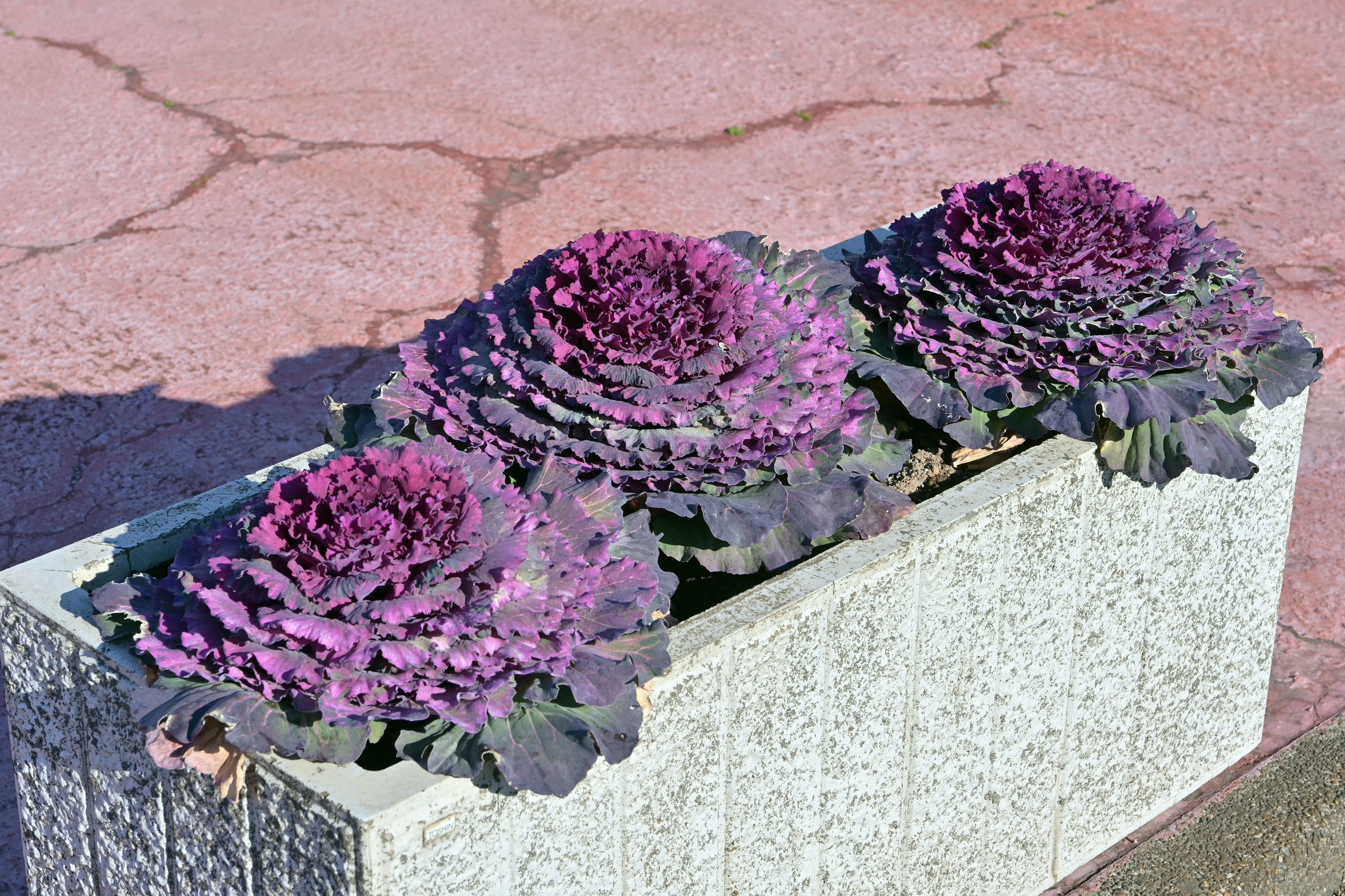 Lacinato Kale fruit identification view