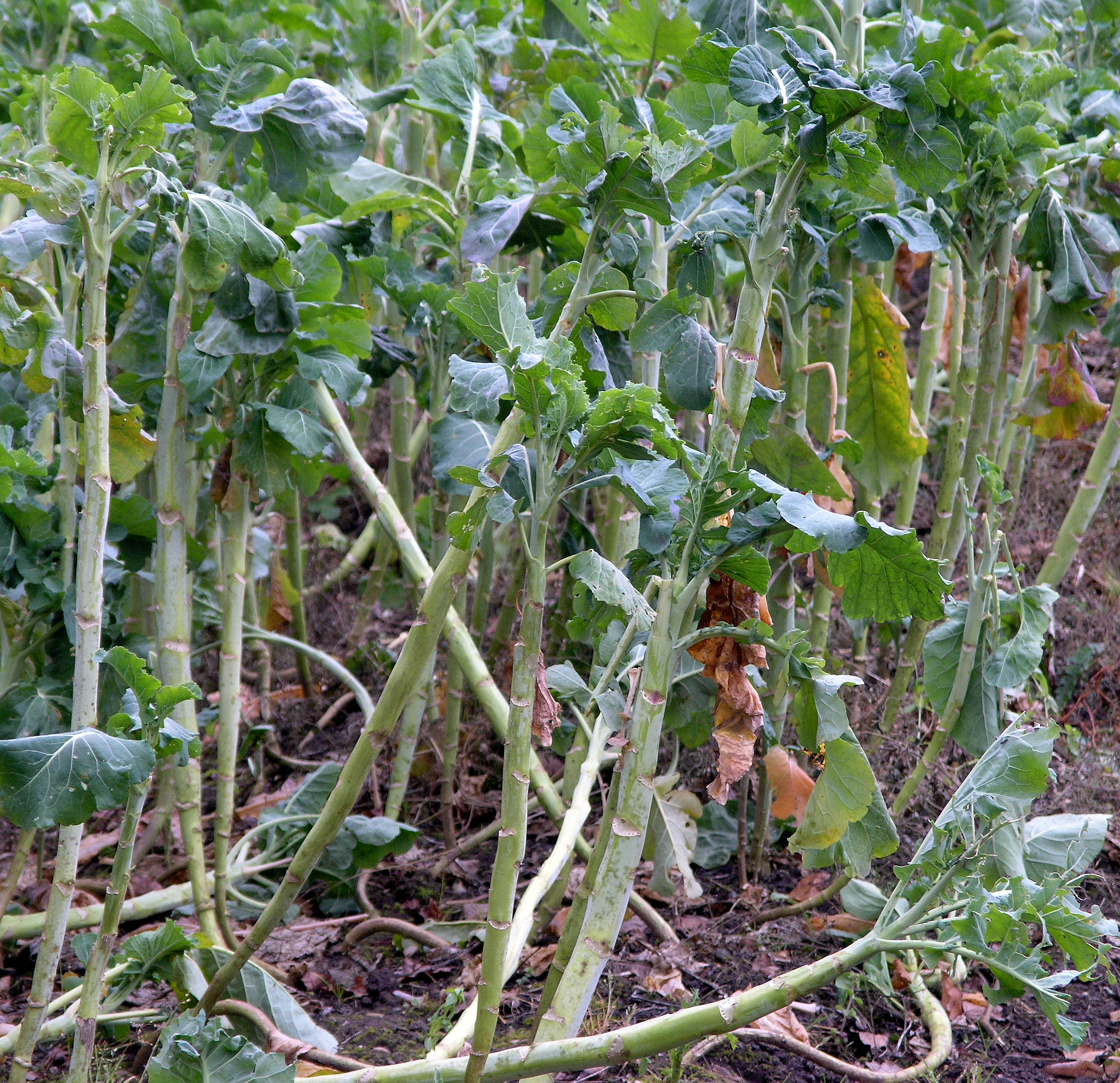 Lacinato Kale stem identification view