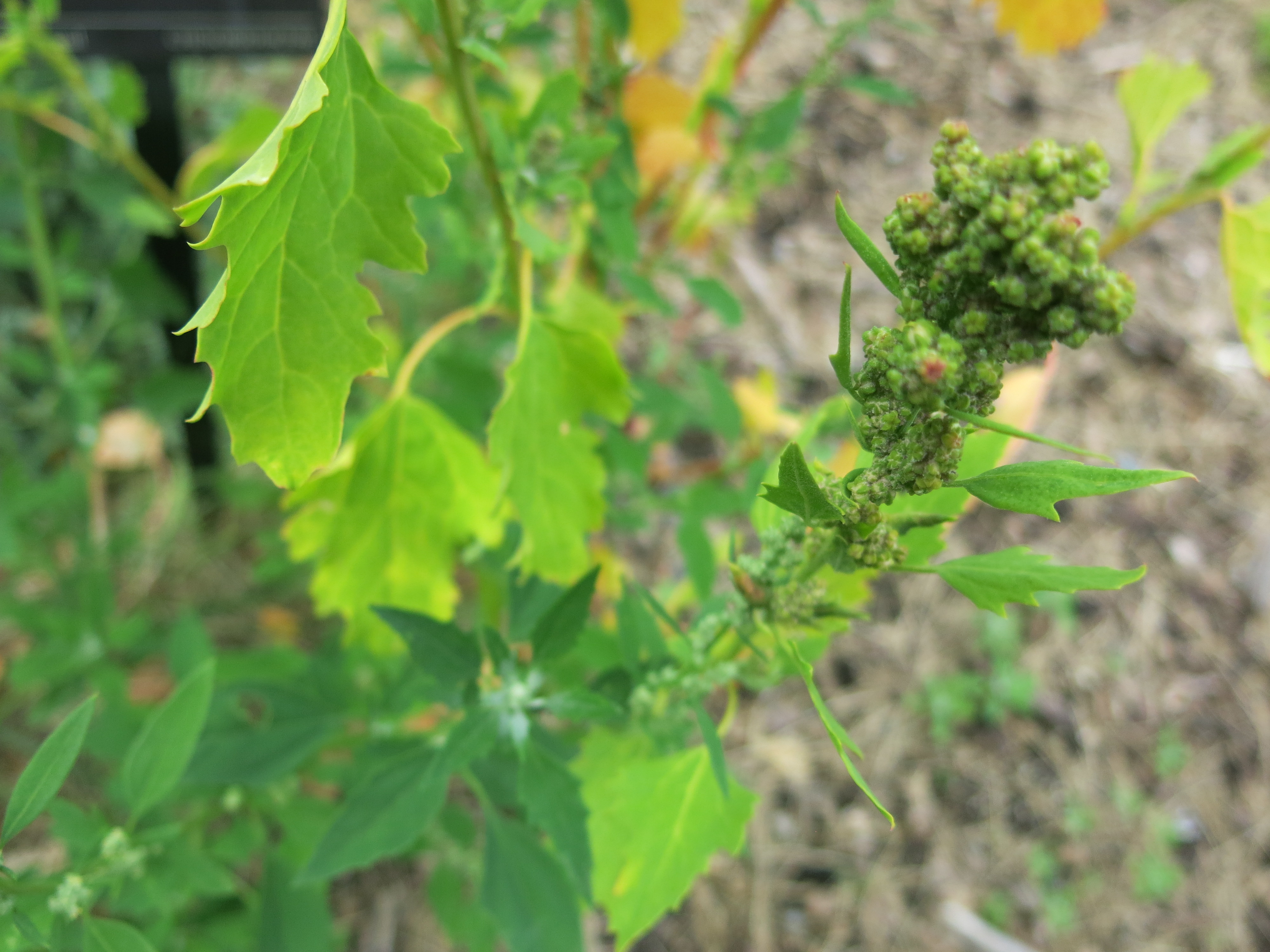Lambsquarters flower identification view