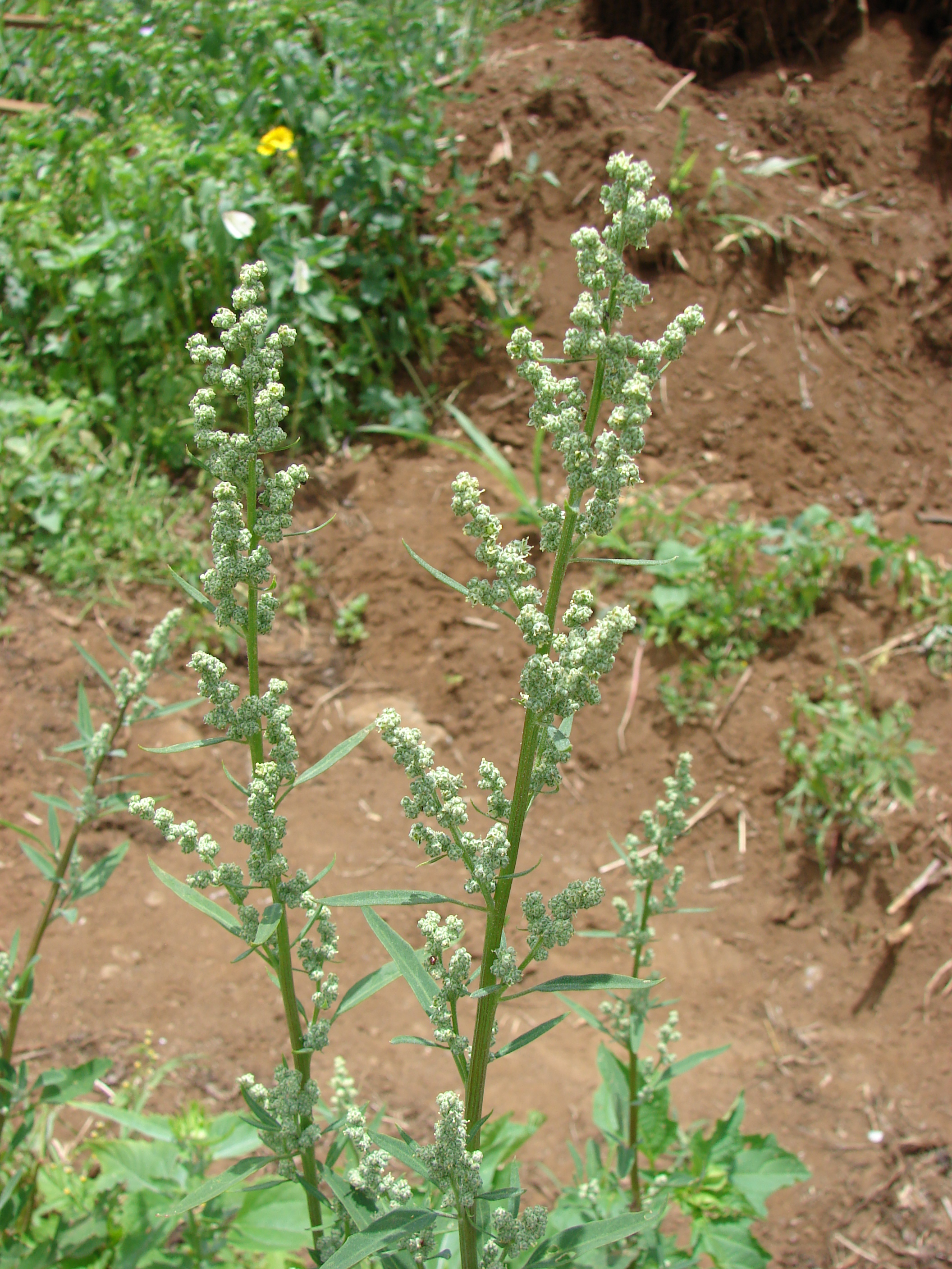Lambsquarters fruit identification view