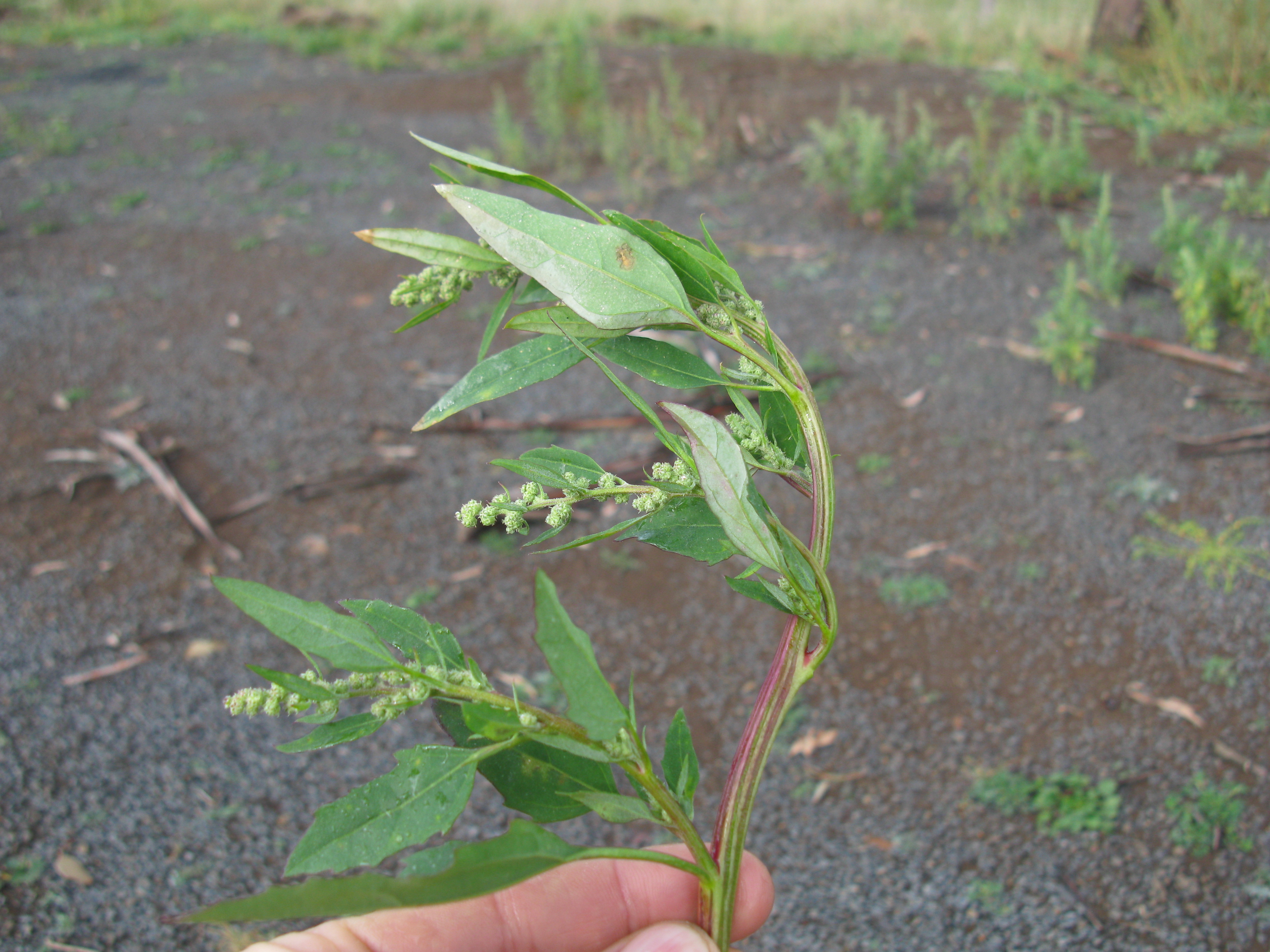 Lambsquarters stem identification view