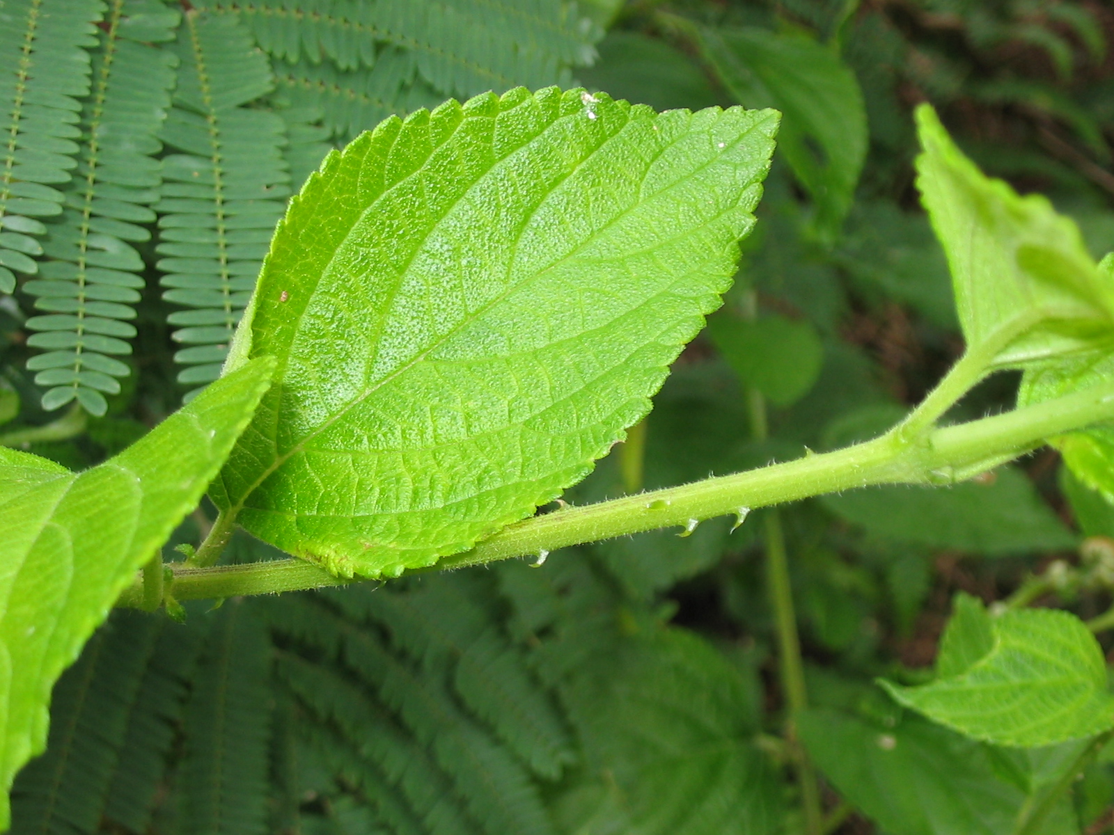 Lantana leaf identification view