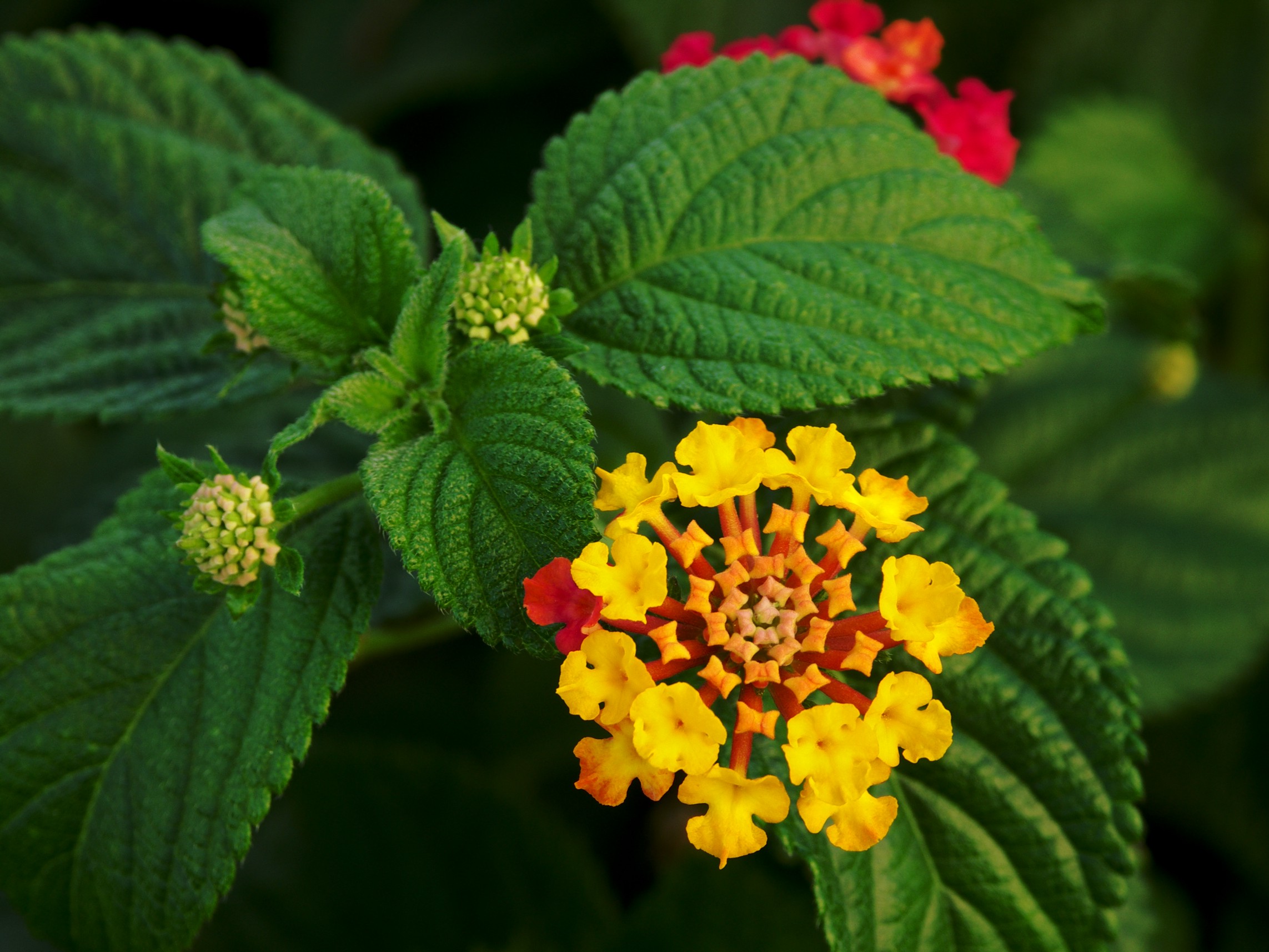 Lantana plant identification view