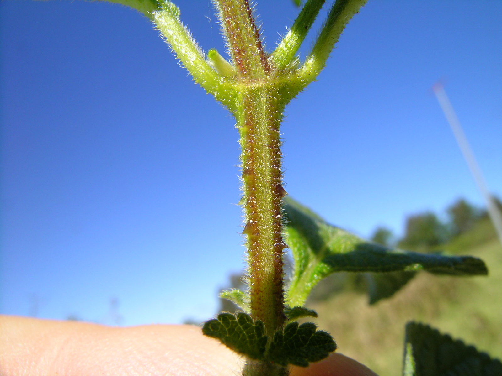 Lantana stem identification view