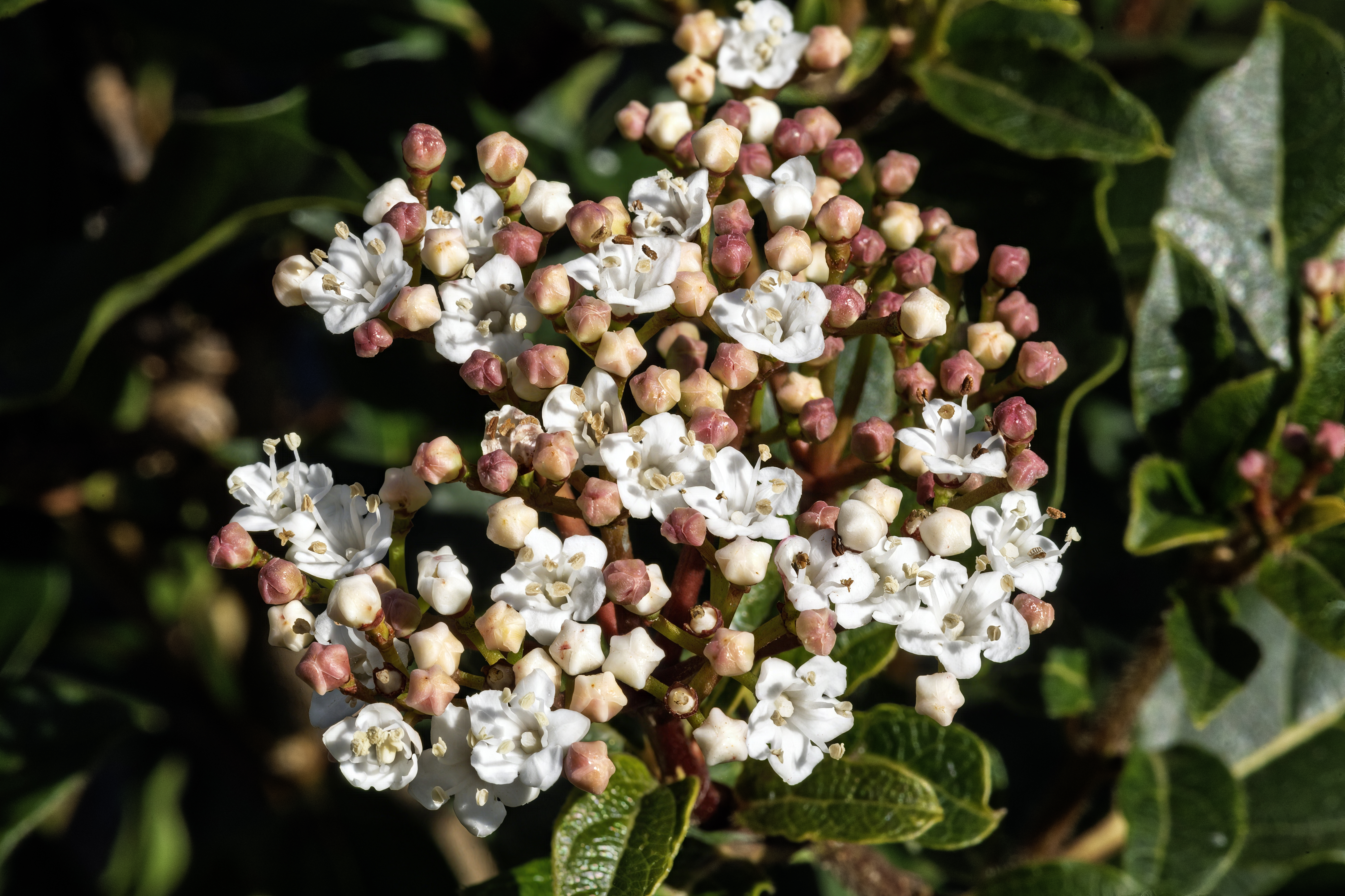 Laurustinus flower identification view
