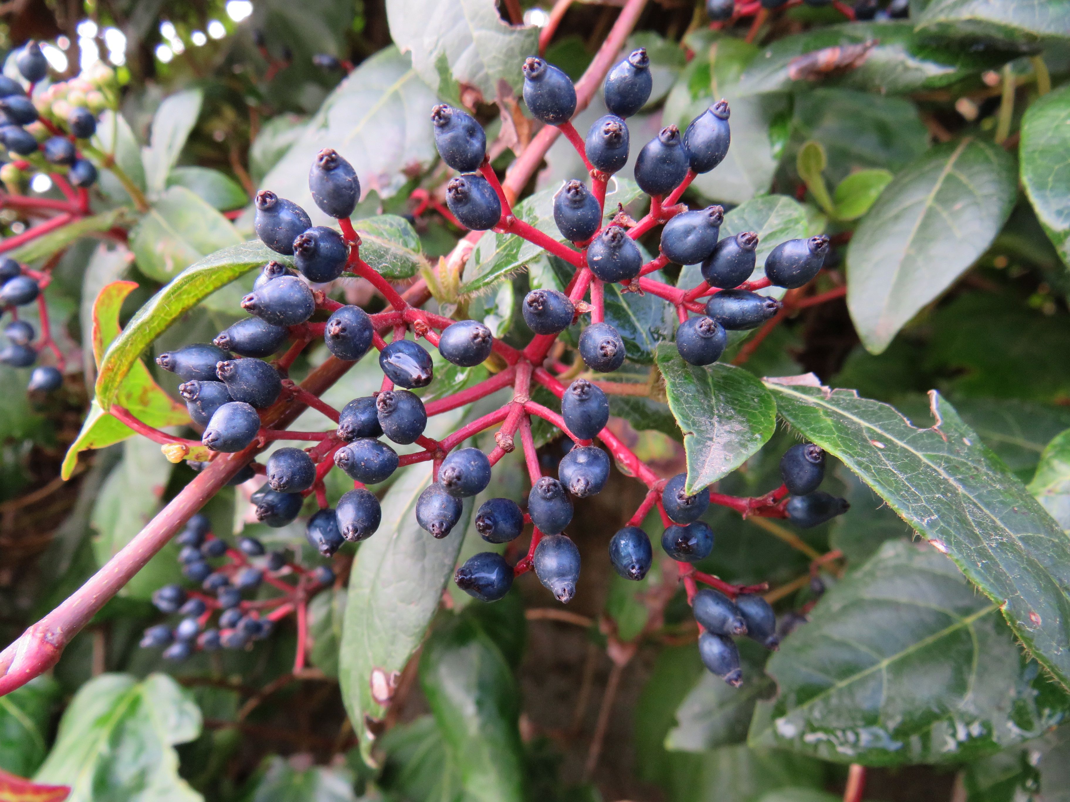 Laurustinus fruit identification view