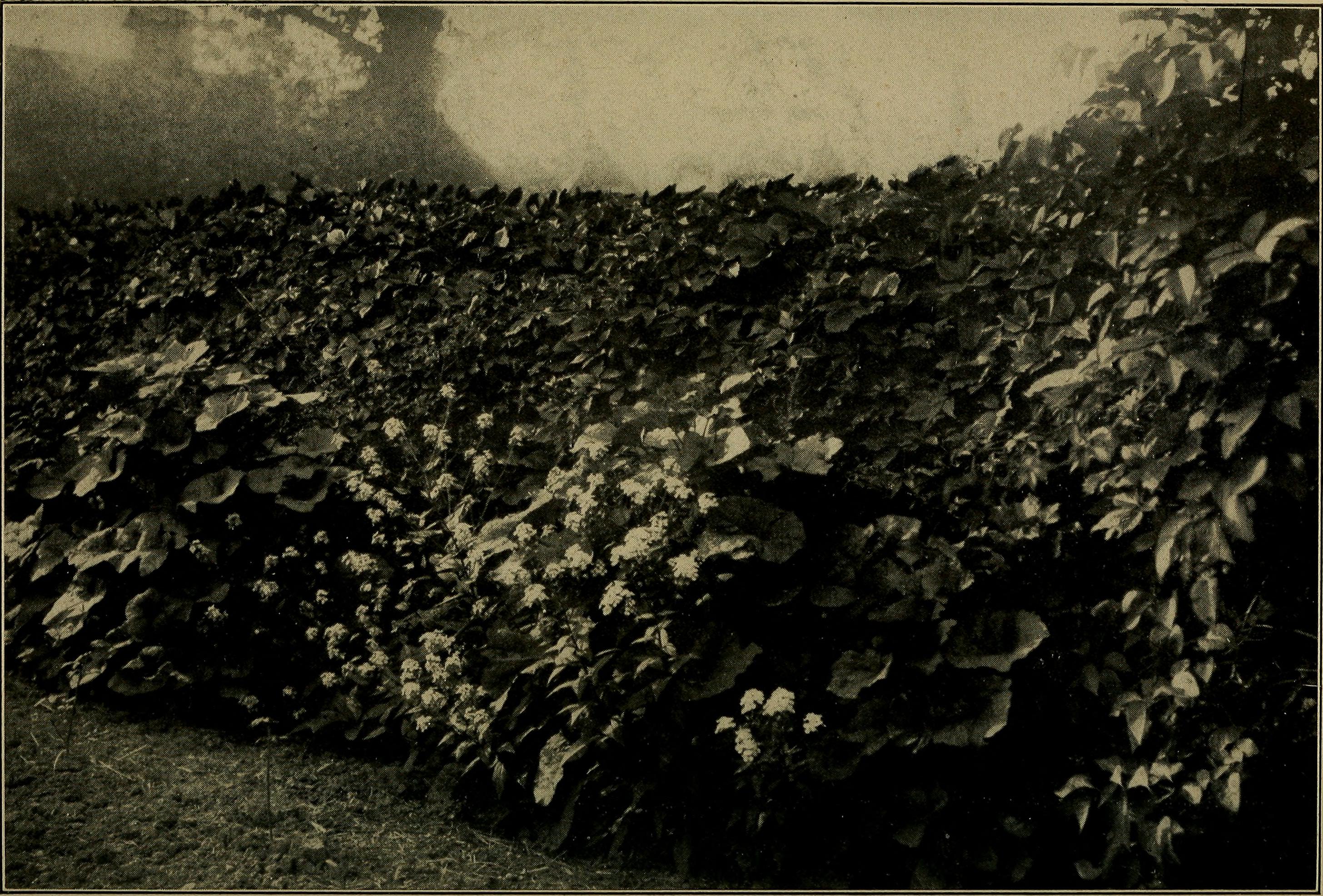 Laurustinus leaf identification view