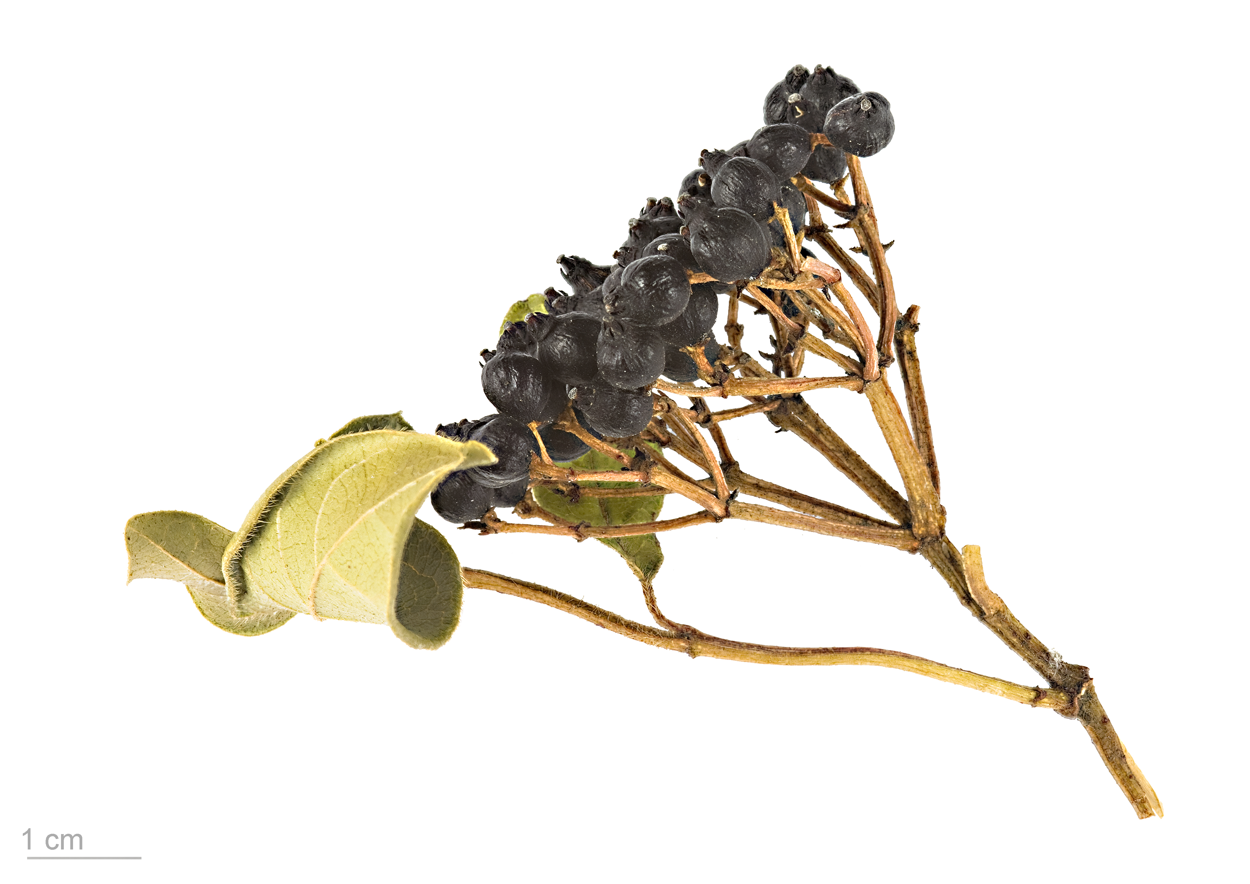 Laurustinus stem identification view