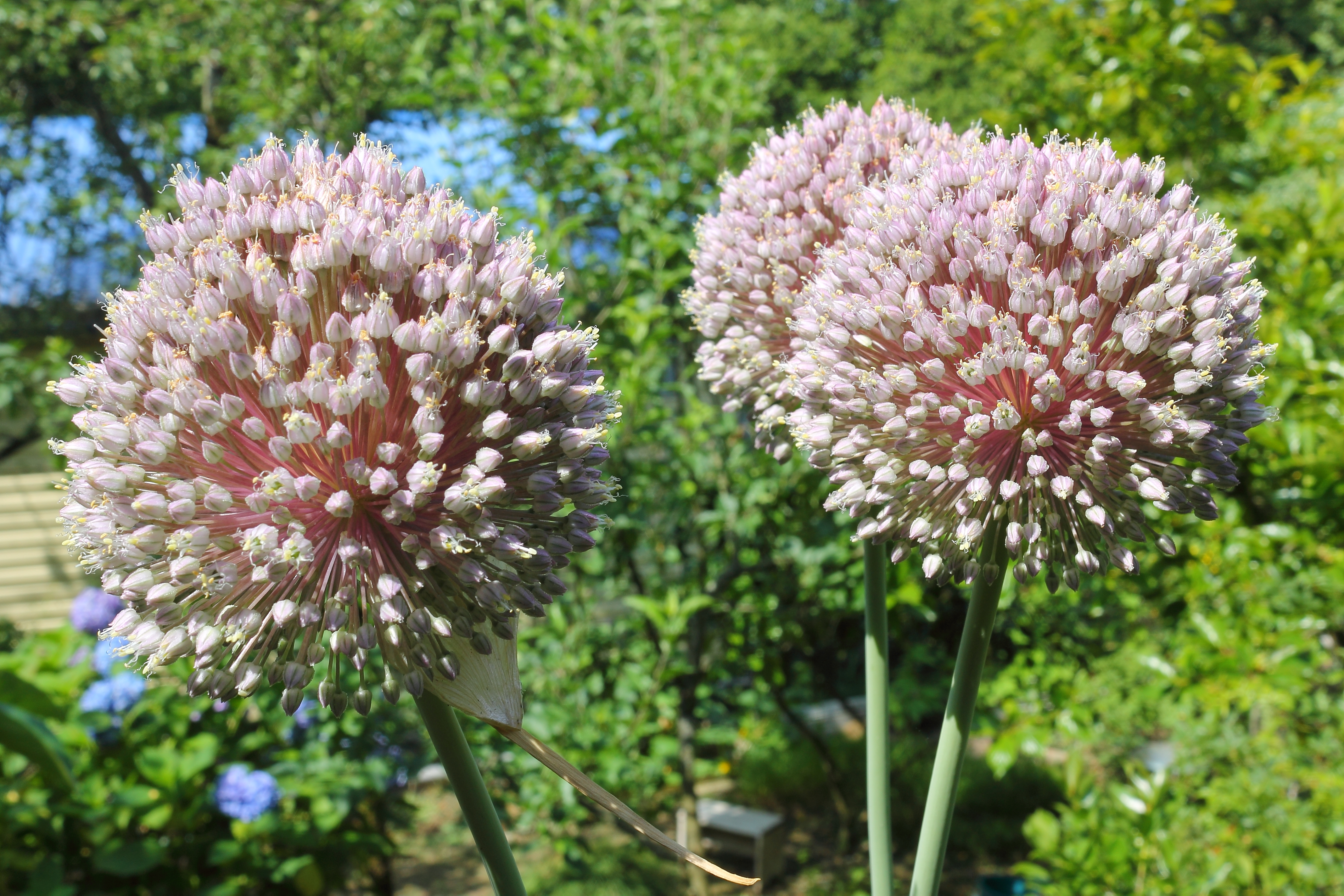 Leek flower identification view