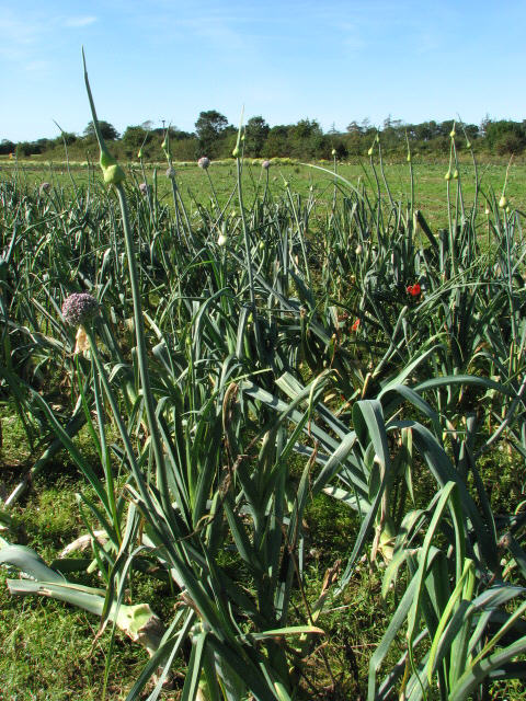 Leek leaf identification view