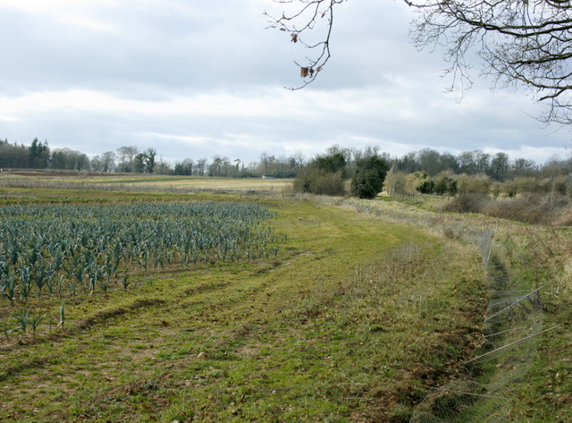 Leek stem identification view