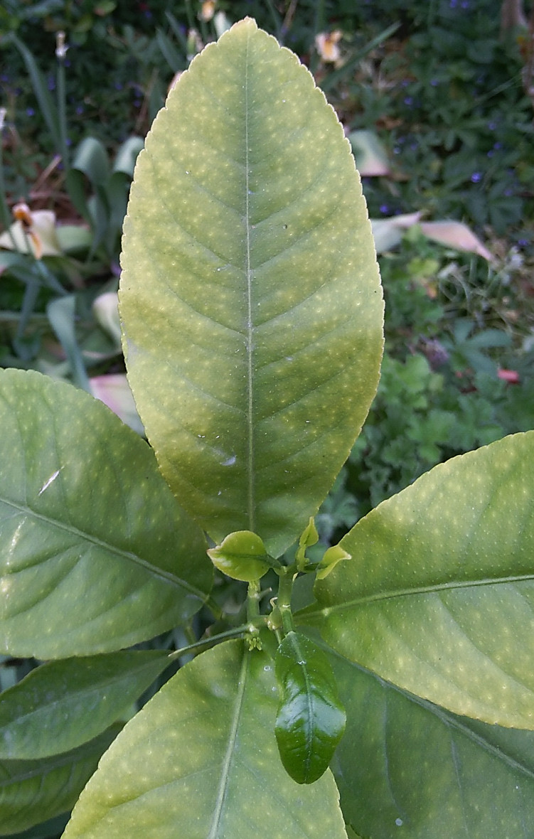 Lemon leaf identification view