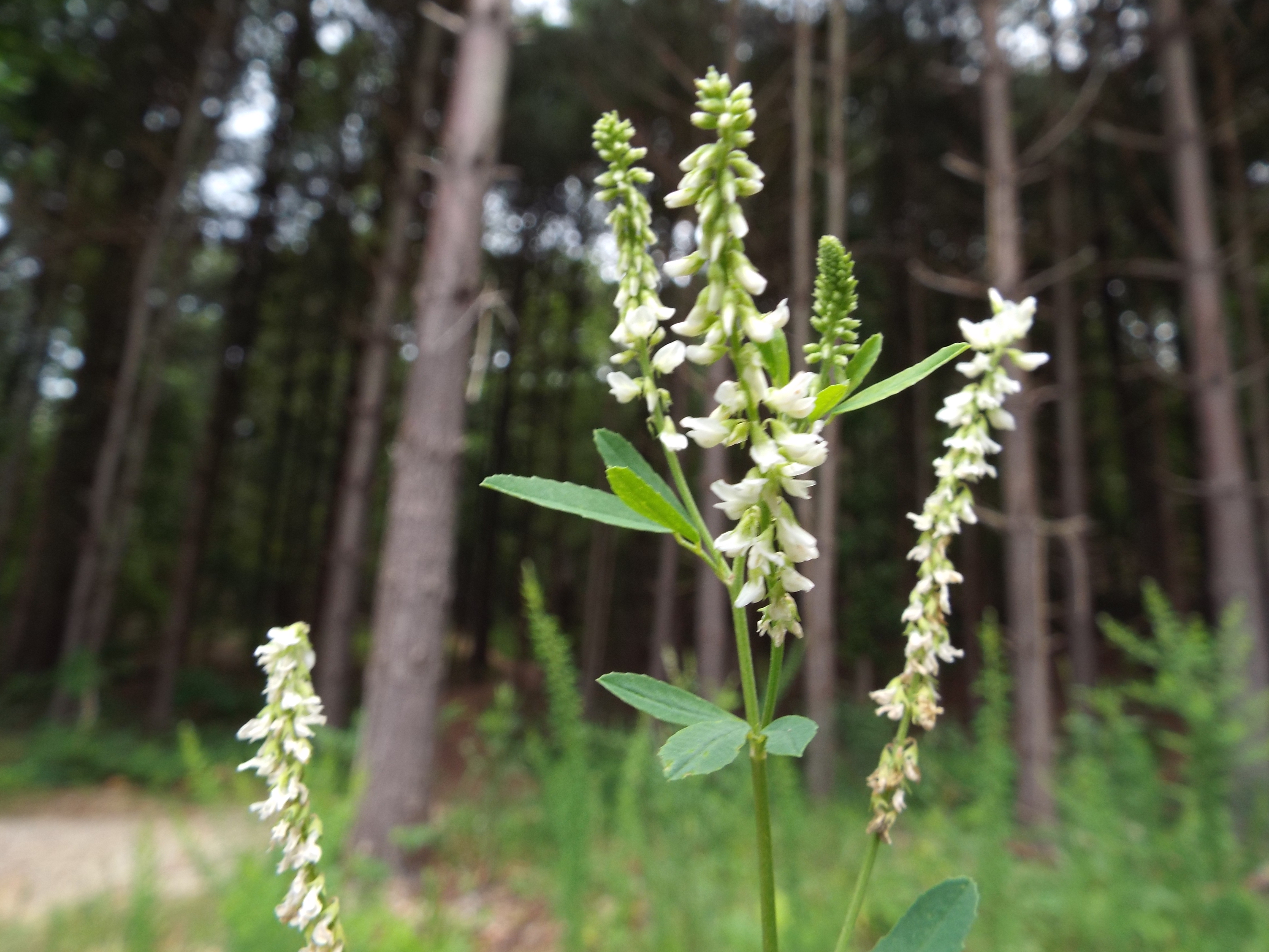 Sericea Lespedeza flower identification view