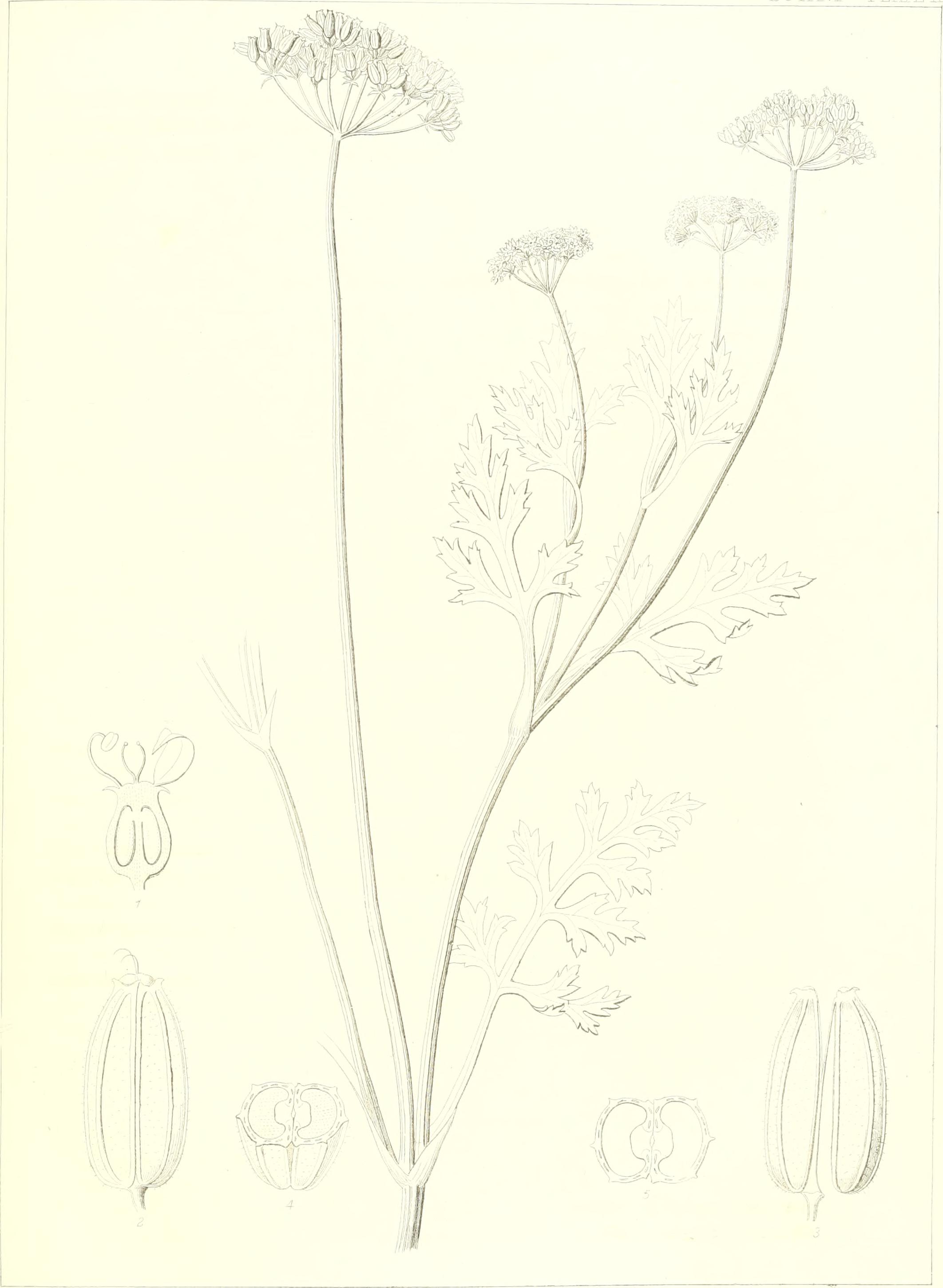Sericea Lespedeza fruit identification view