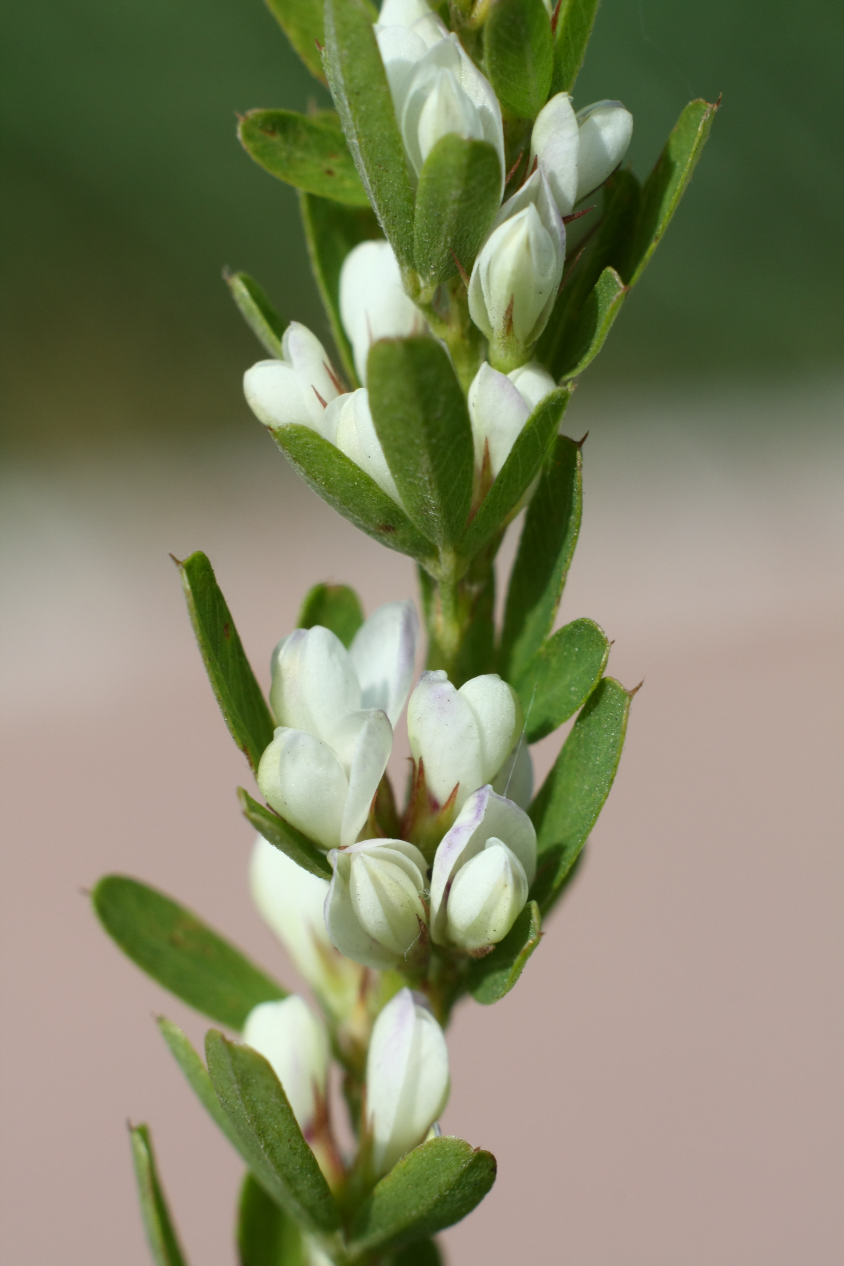 Sericea Lespedeza plant identification view