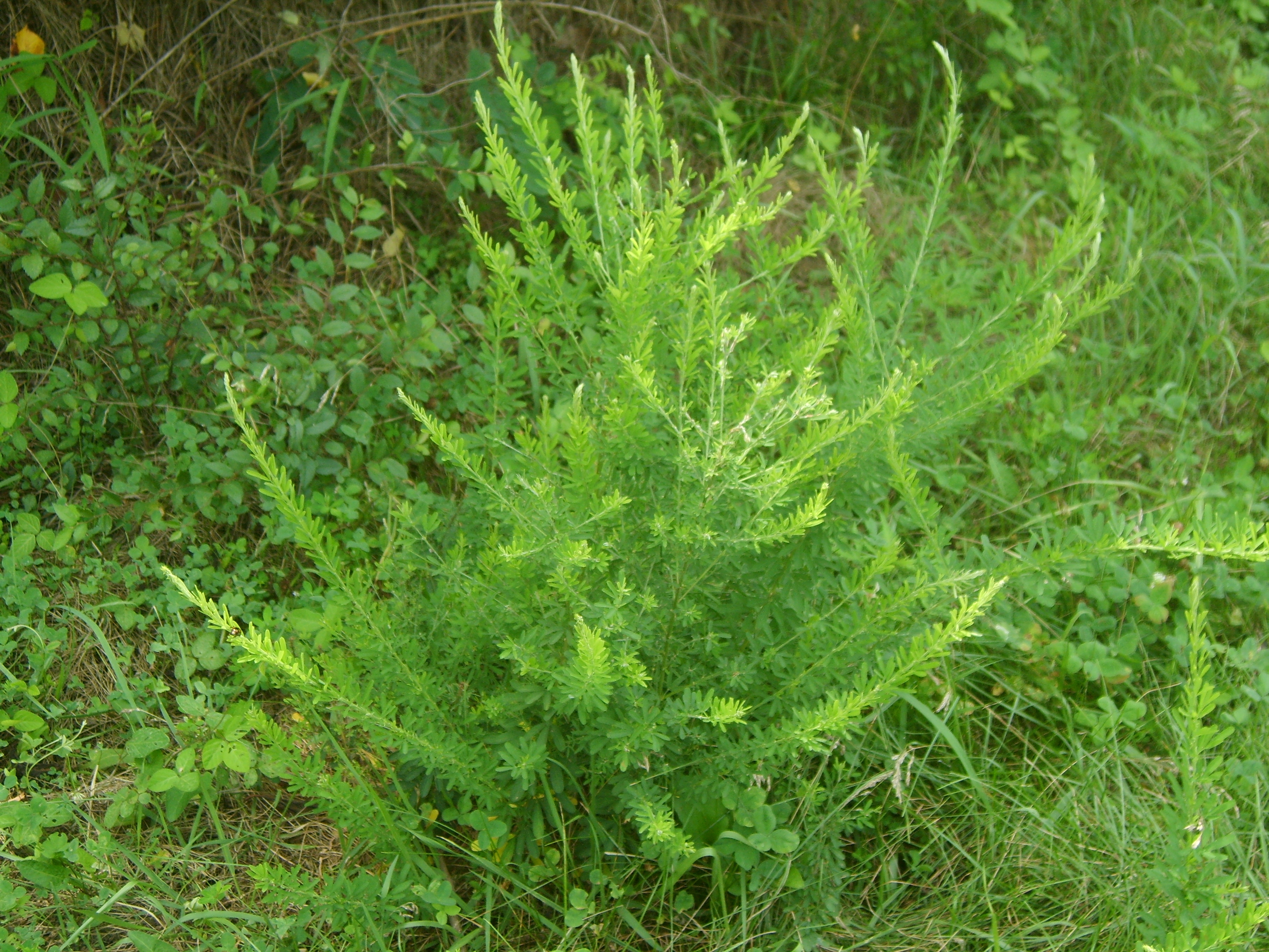 Sericea Lespedeza stem identification view