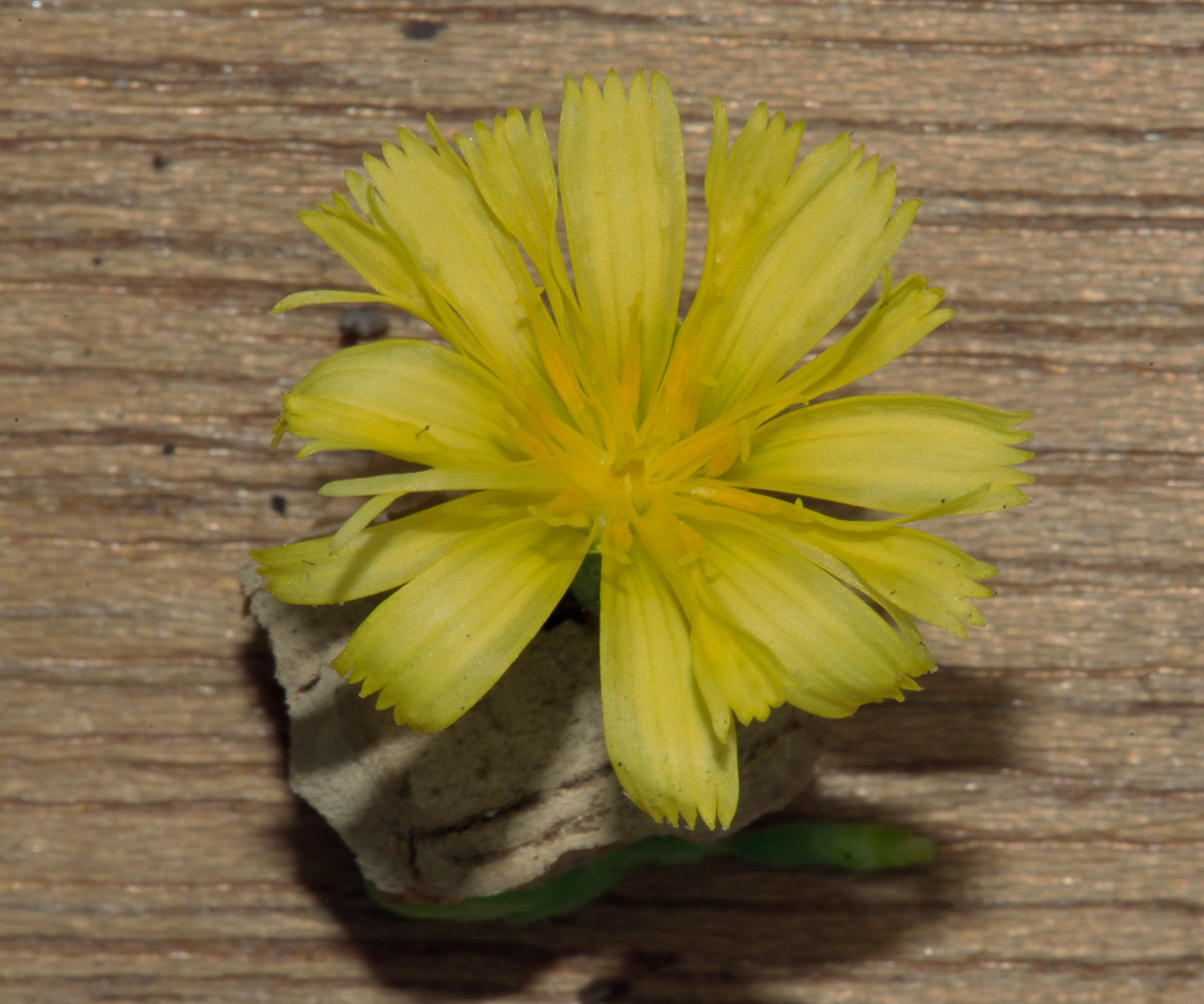 Lettuce flower identification view