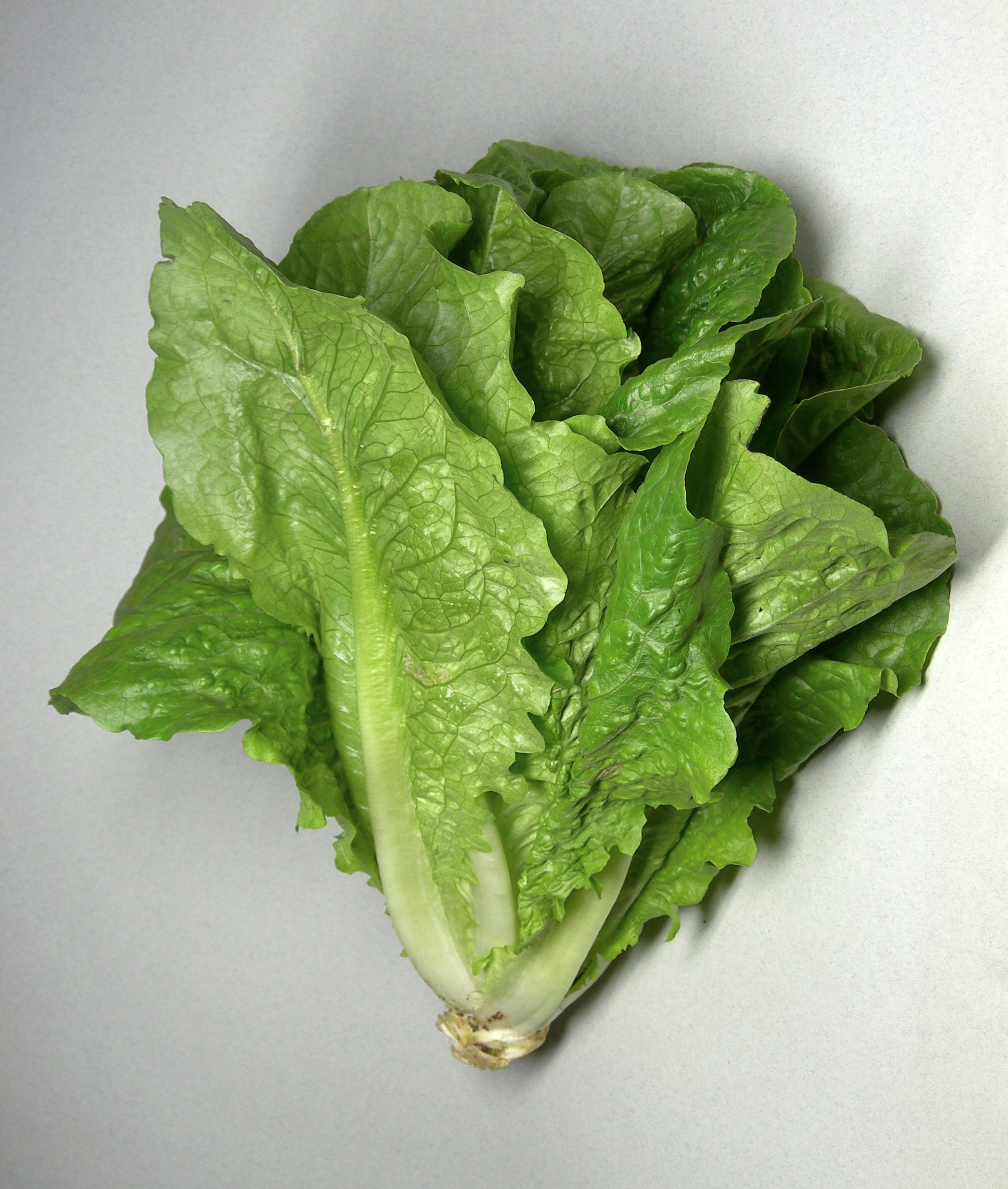 Lettuce leaf identification view