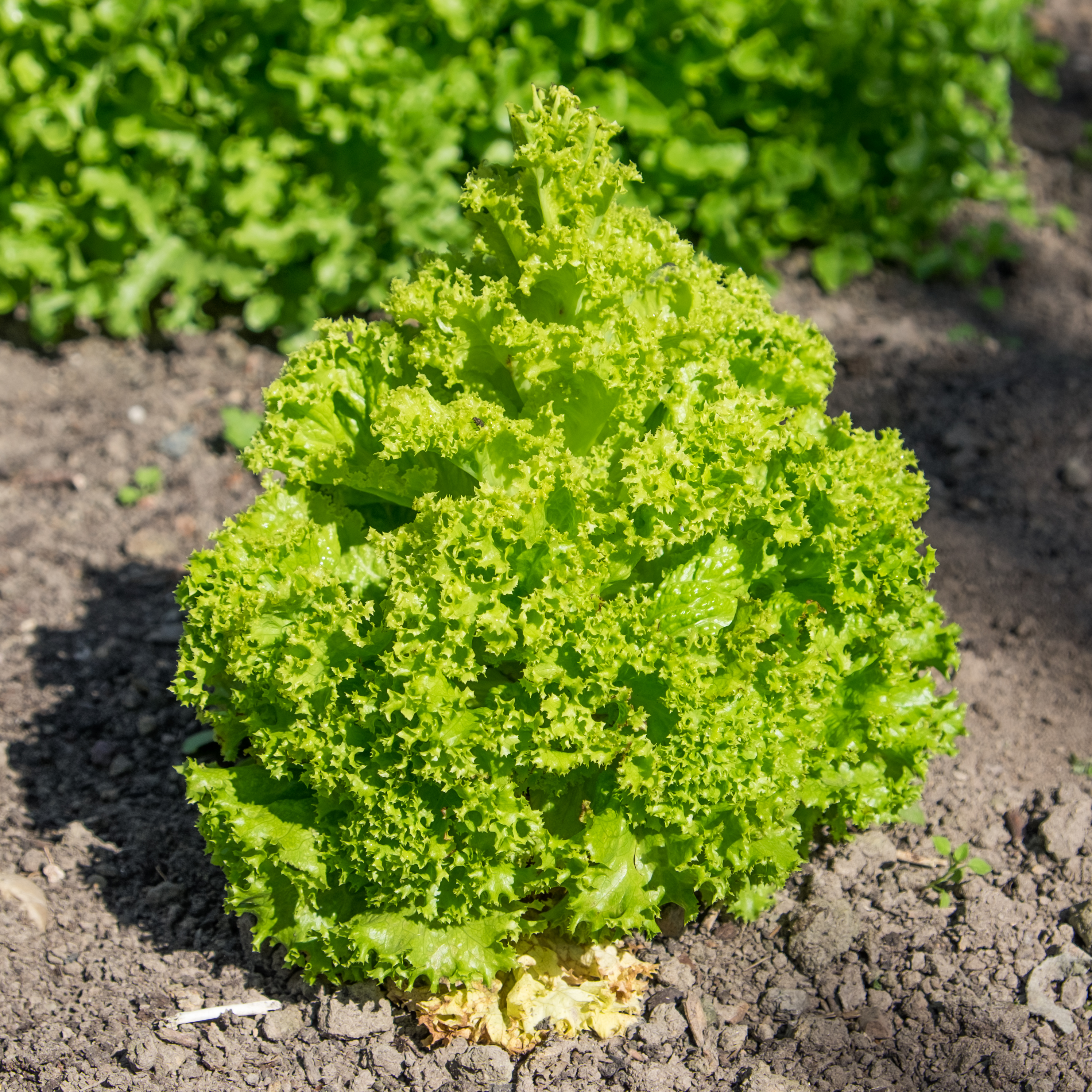 Lettuce plant identification view