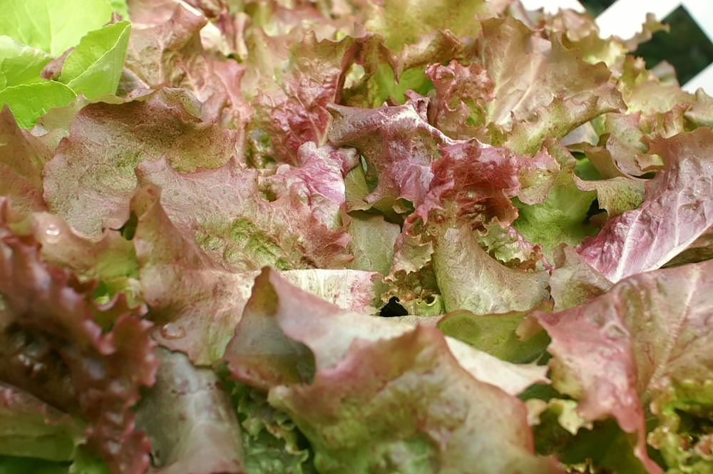Lettuce stem identification view