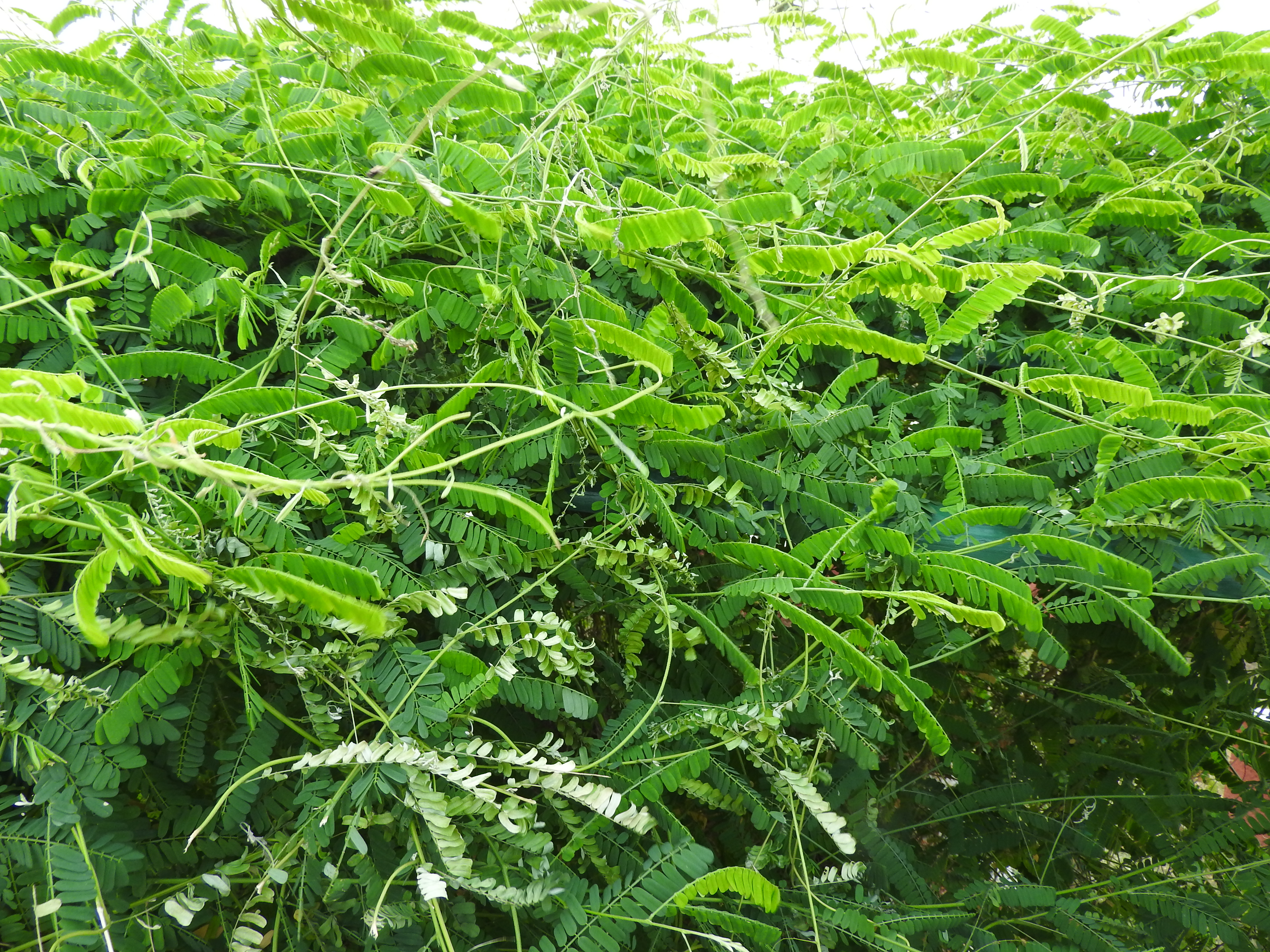 Licorice root flower identification view