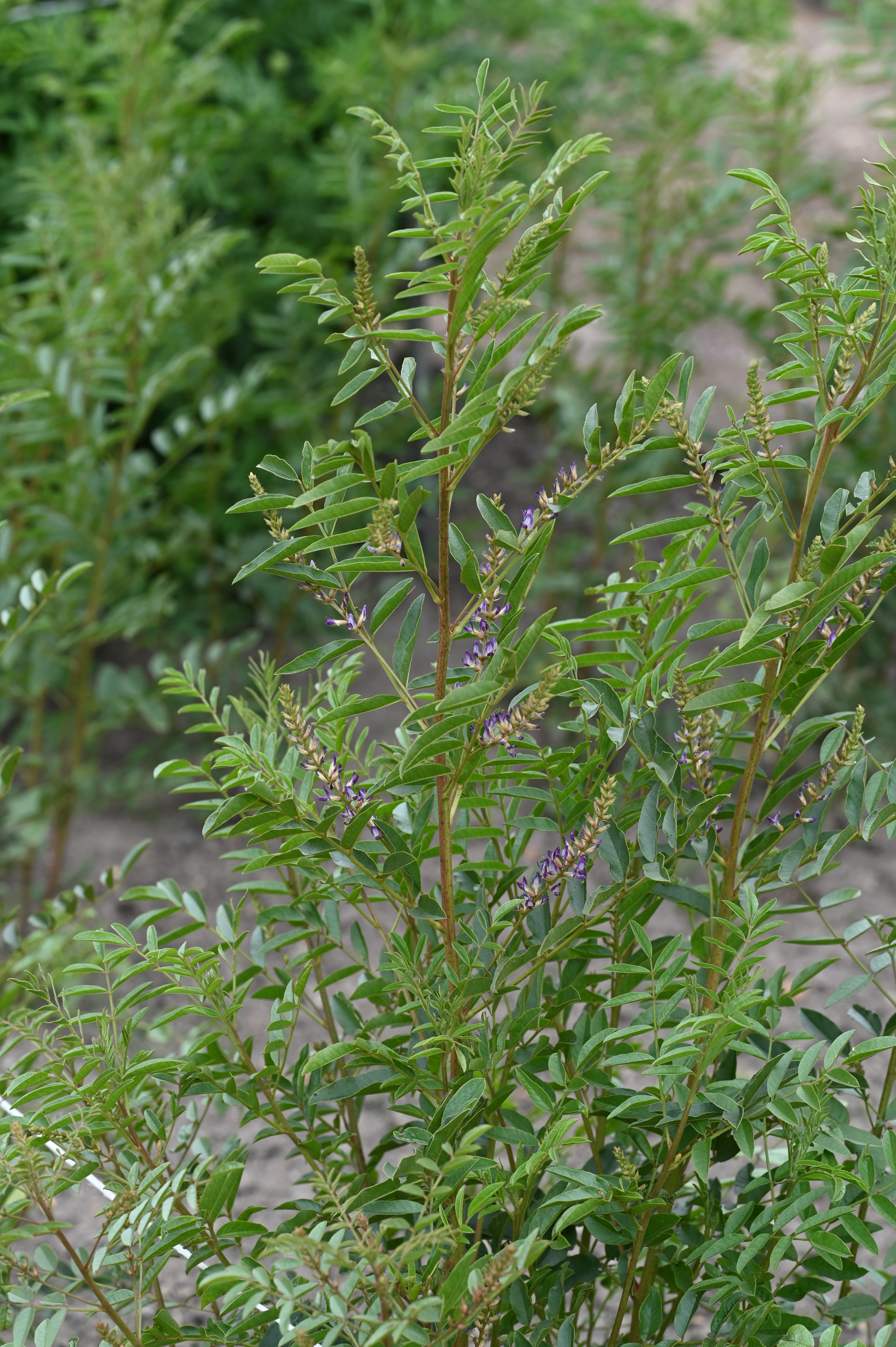 Licorice root leaf identification view