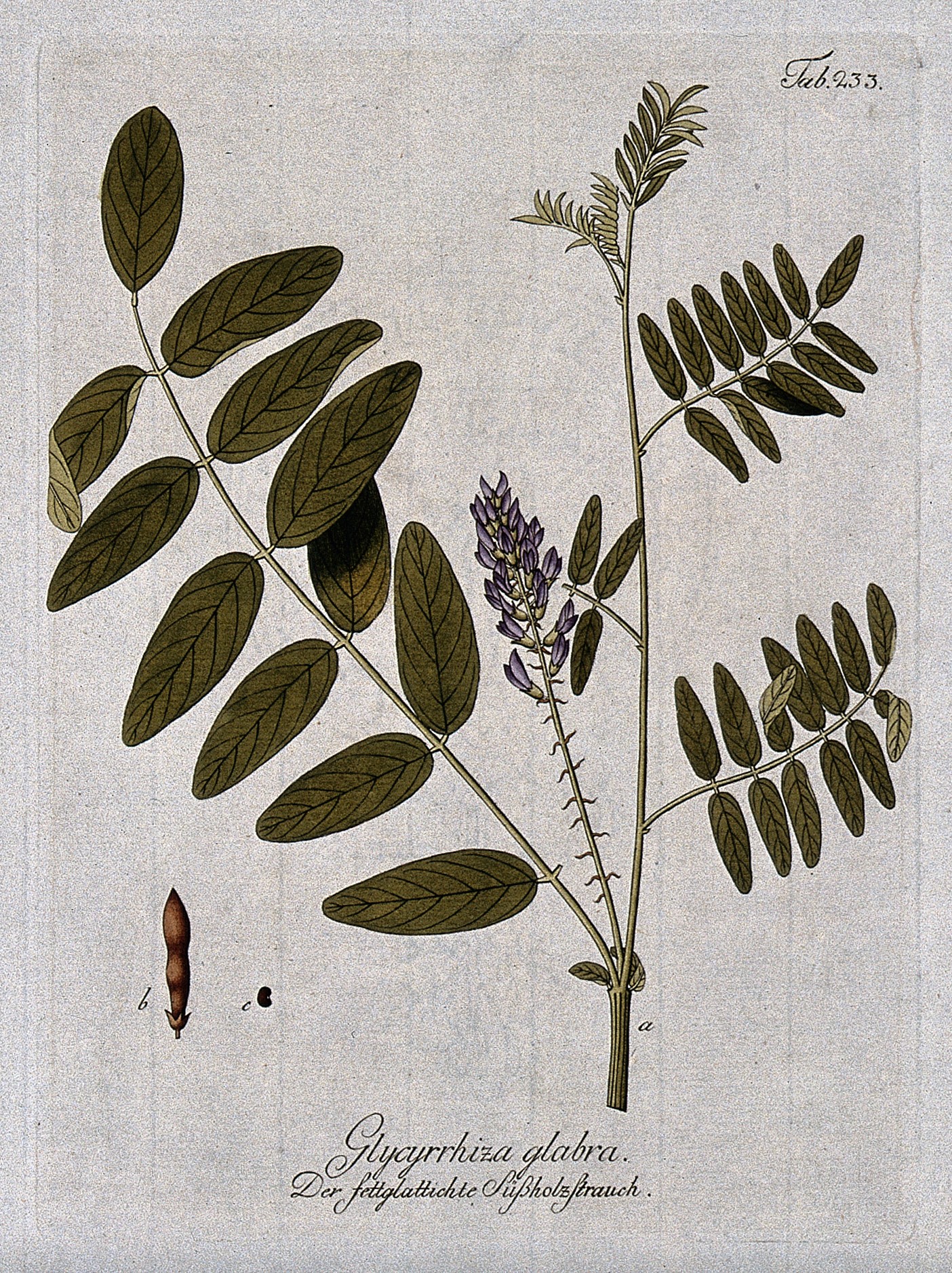 Licorice root plant identification view