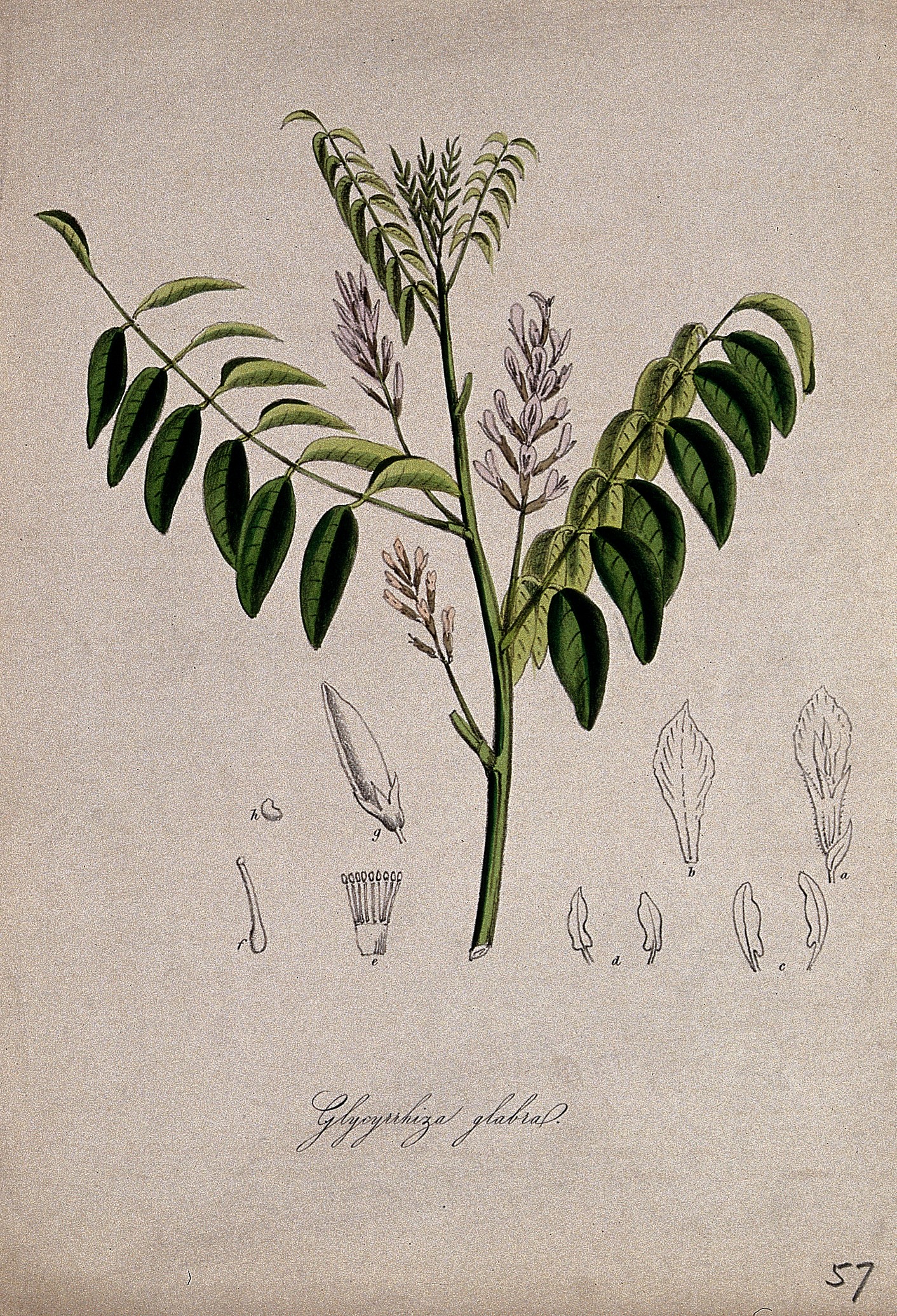 Licorice root stem identification view